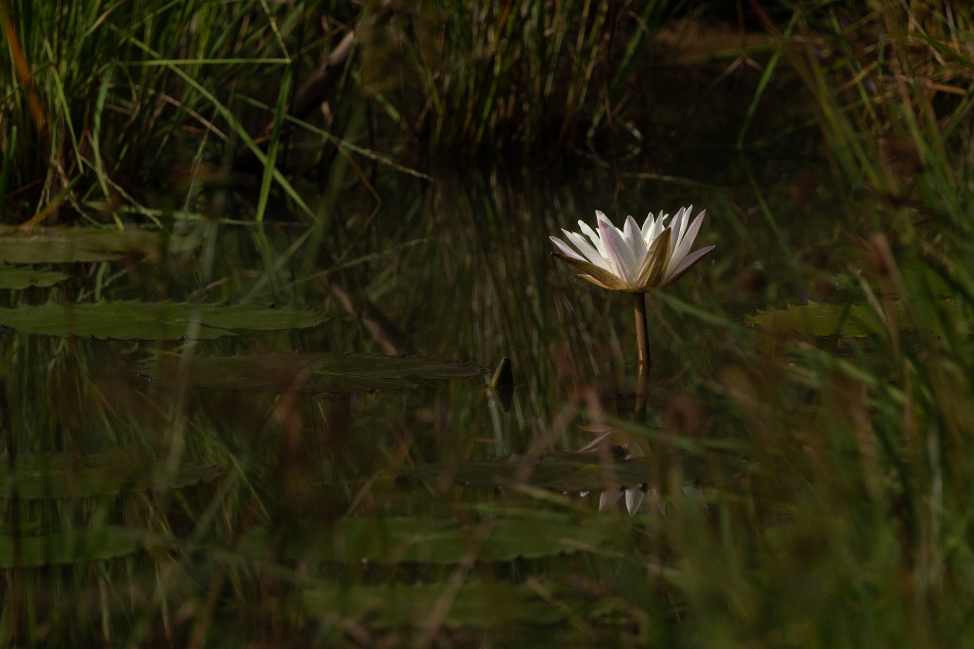 Waterlily Flower
