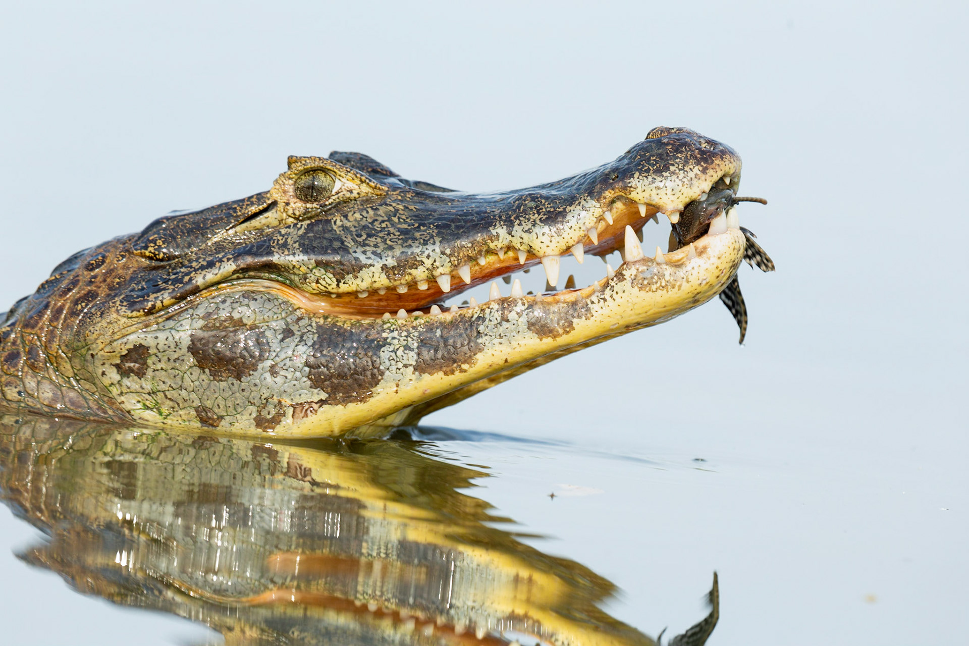 Yacare Caiman with fish