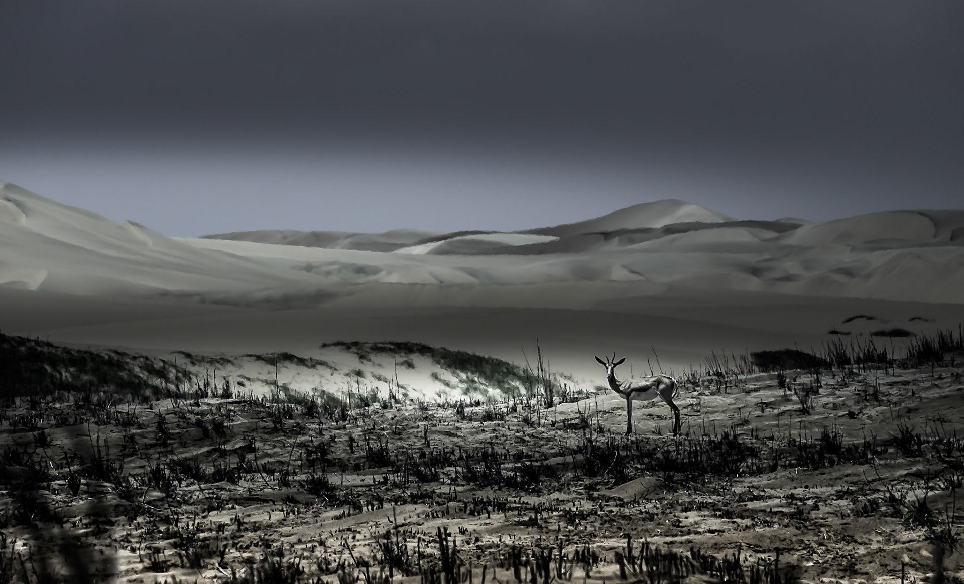 Springbok in the Dunes