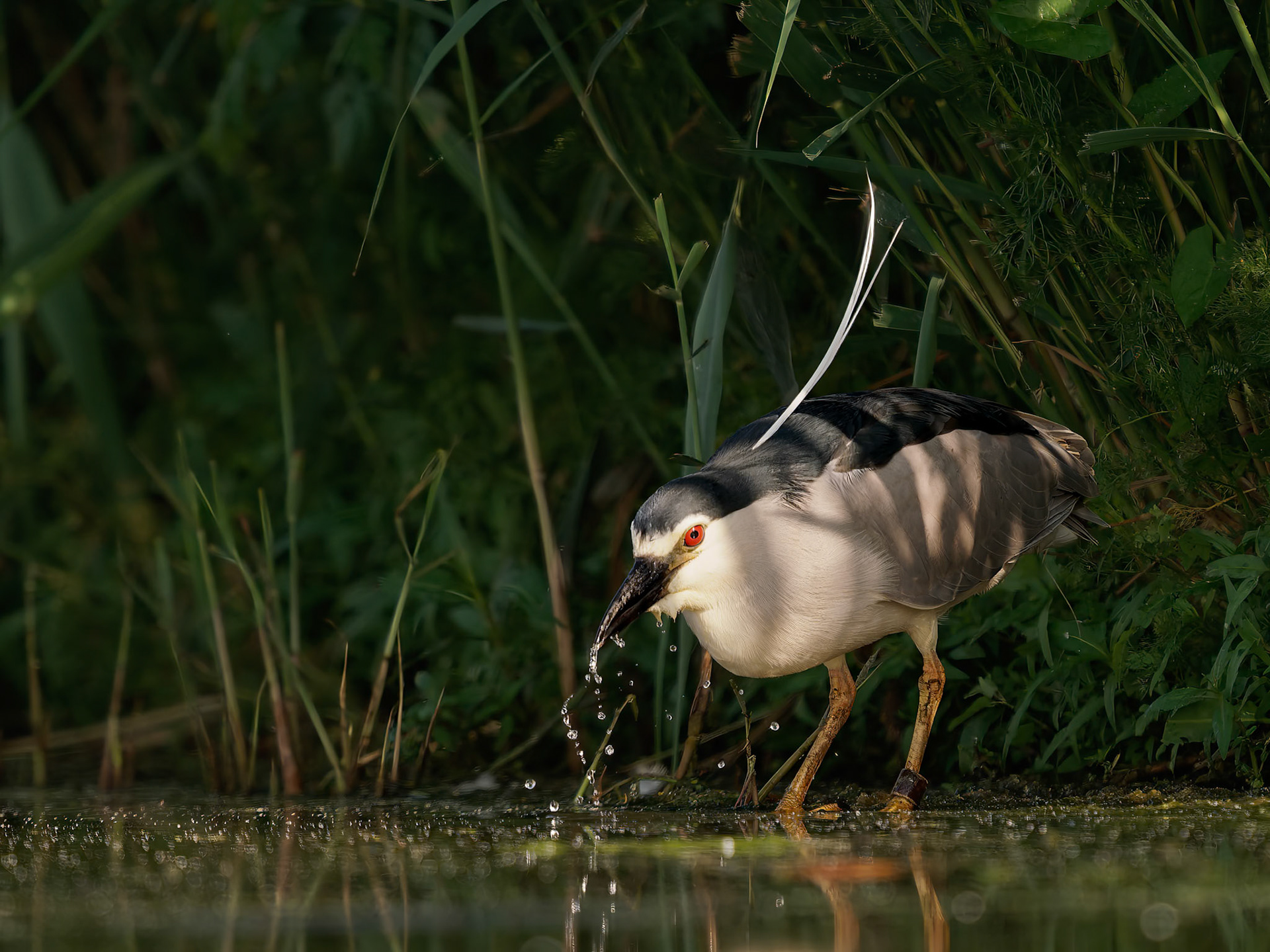 Night Heron having a drink