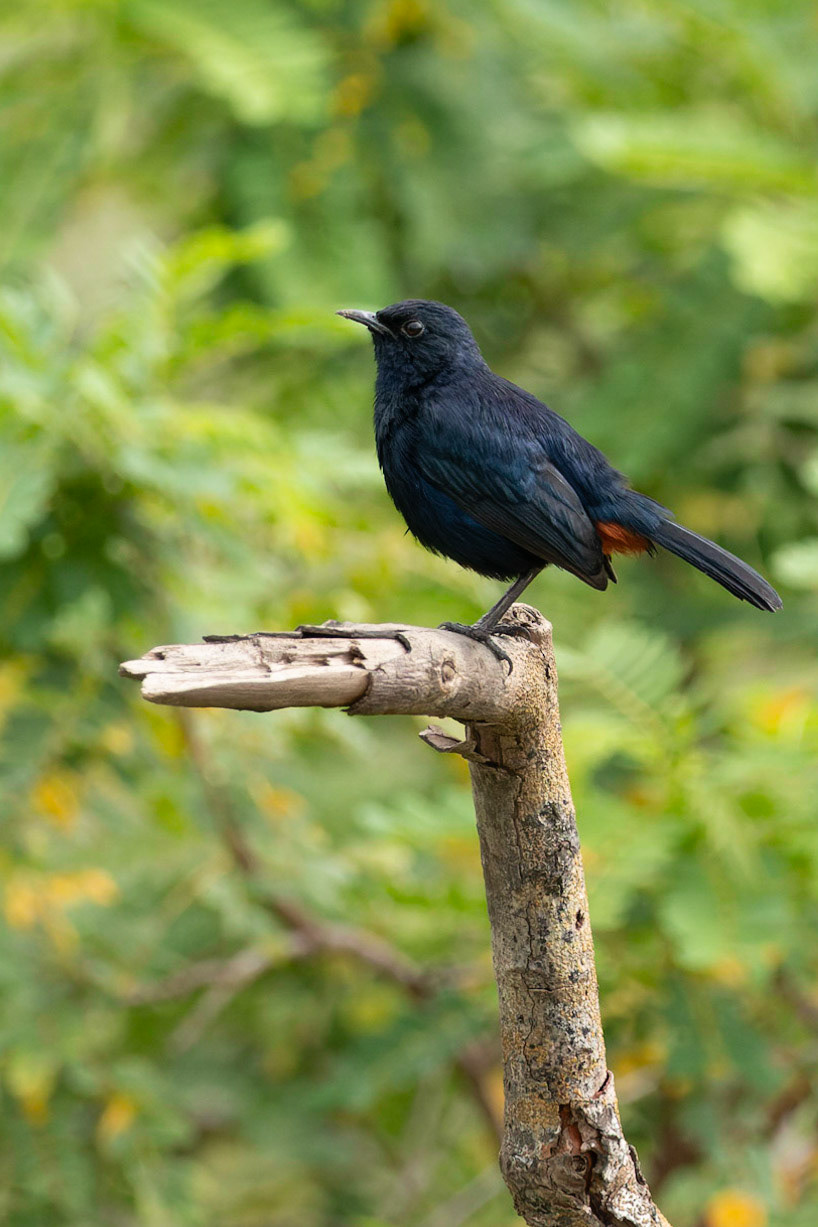 Indian Black Robin