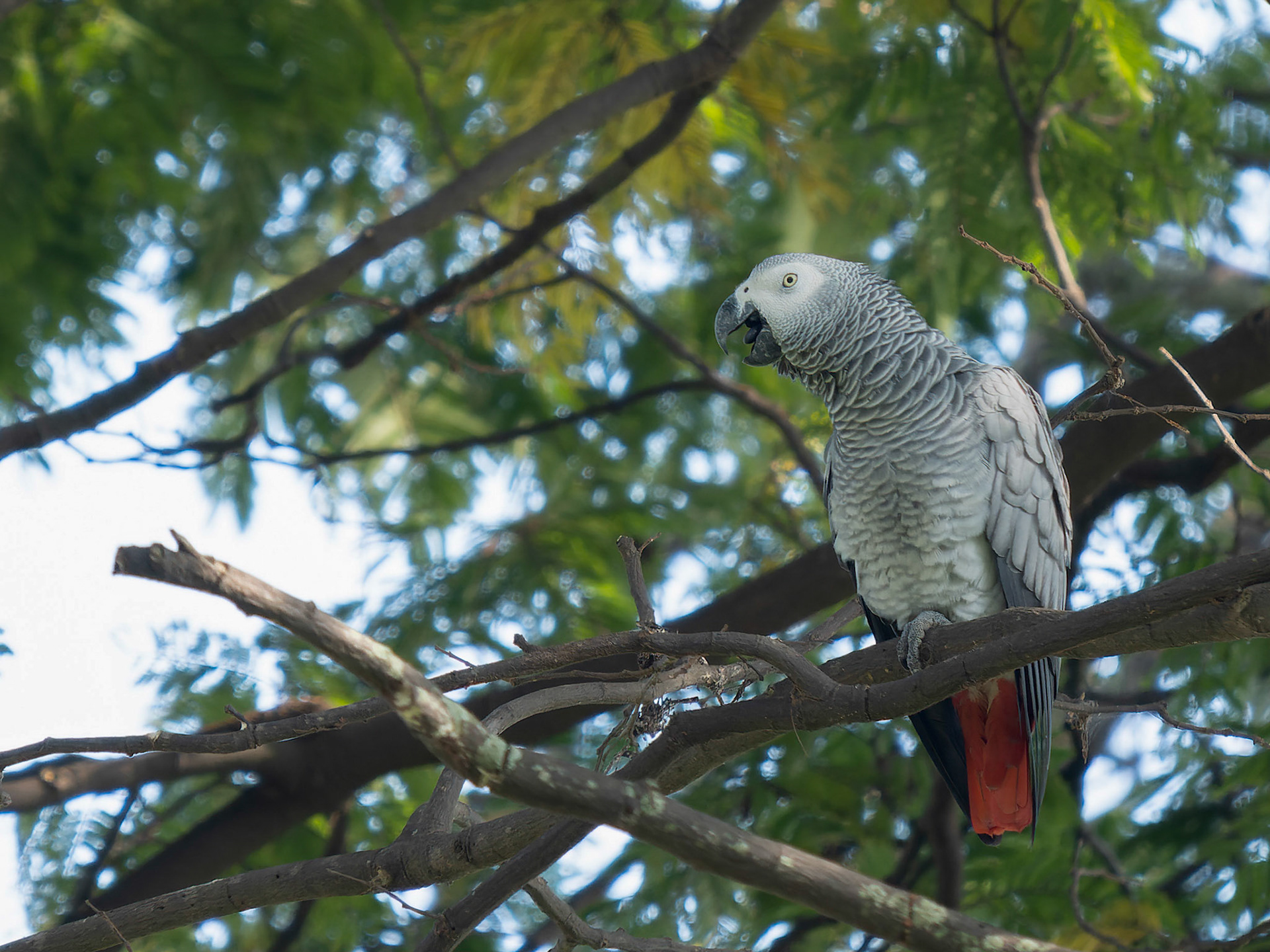 African Grey parrot