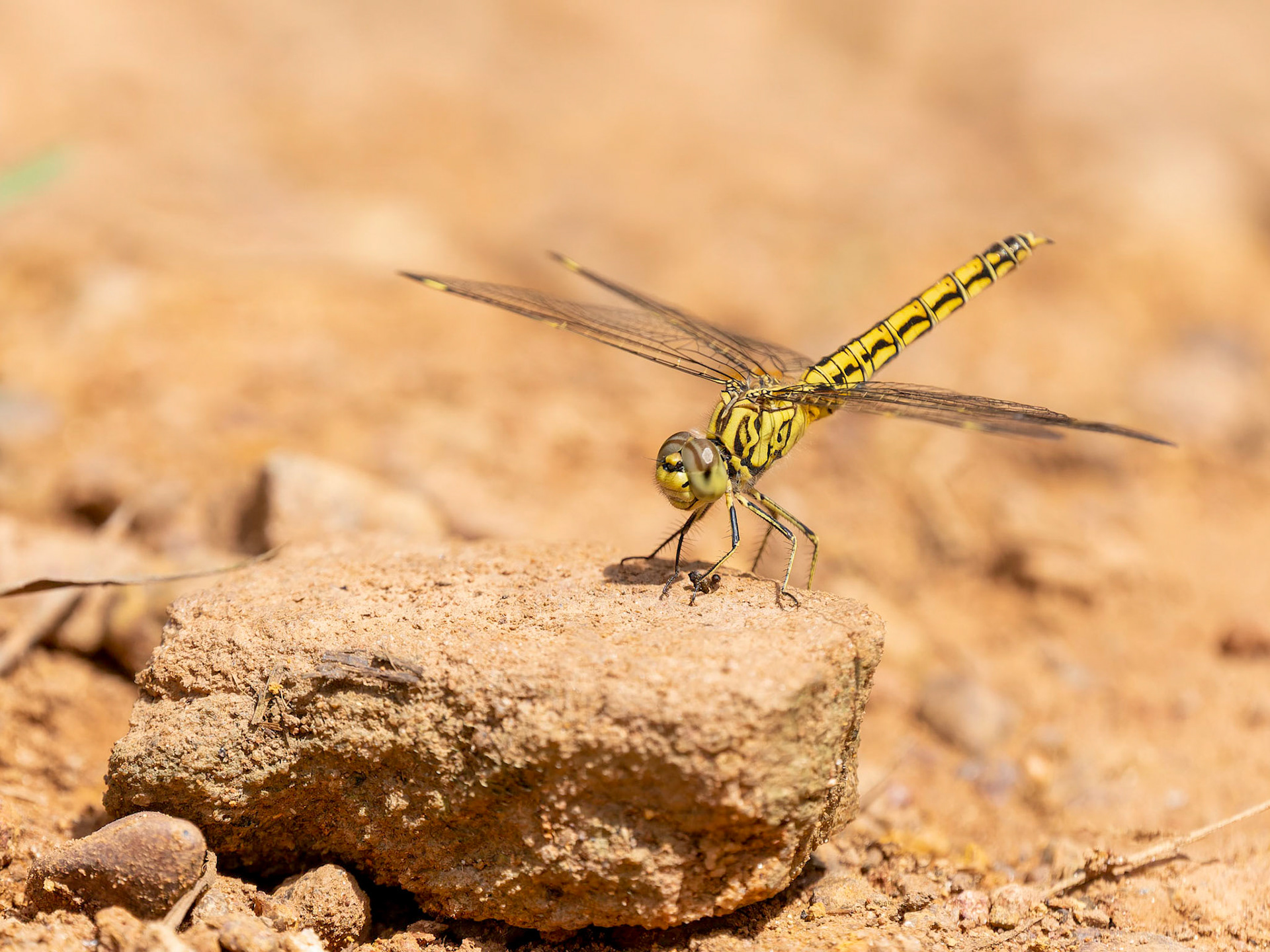 Dragonfly