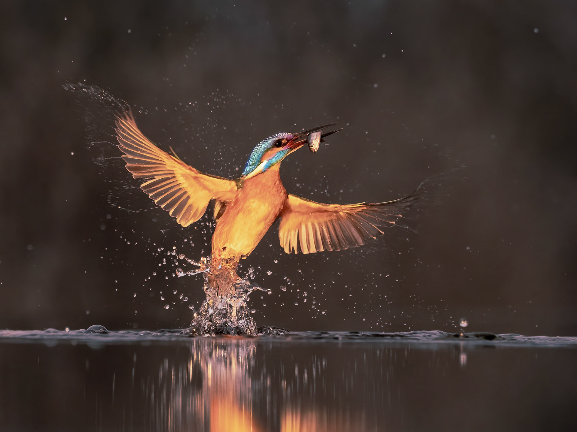 Kingfisher