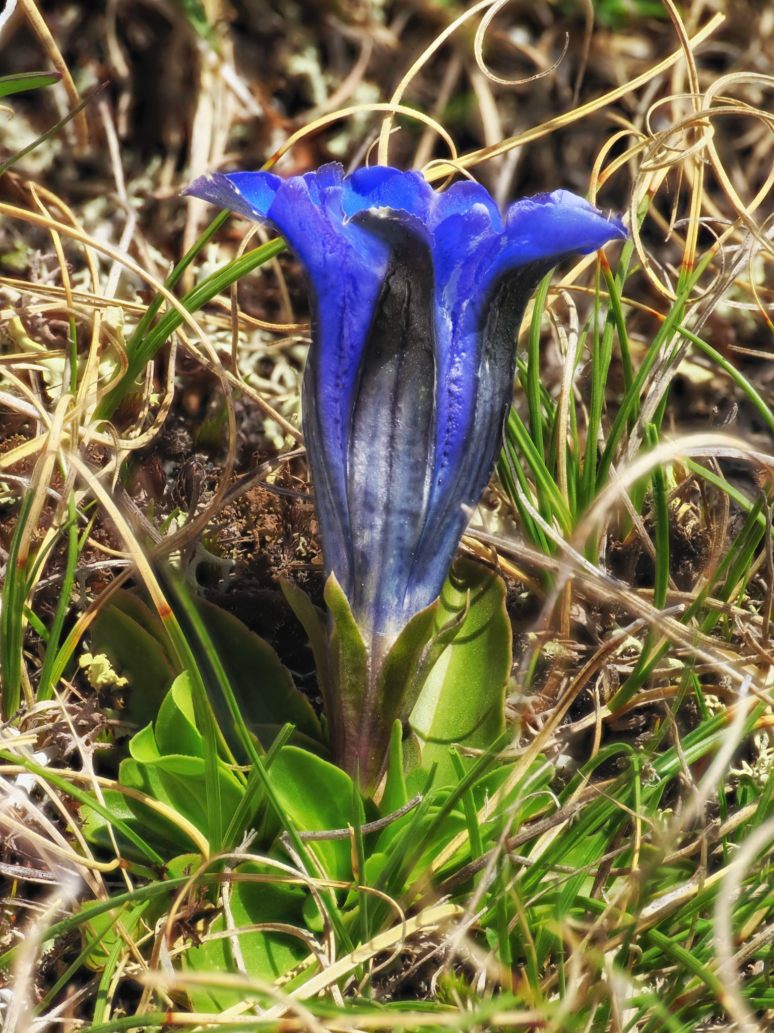 Trumpet Gentian
