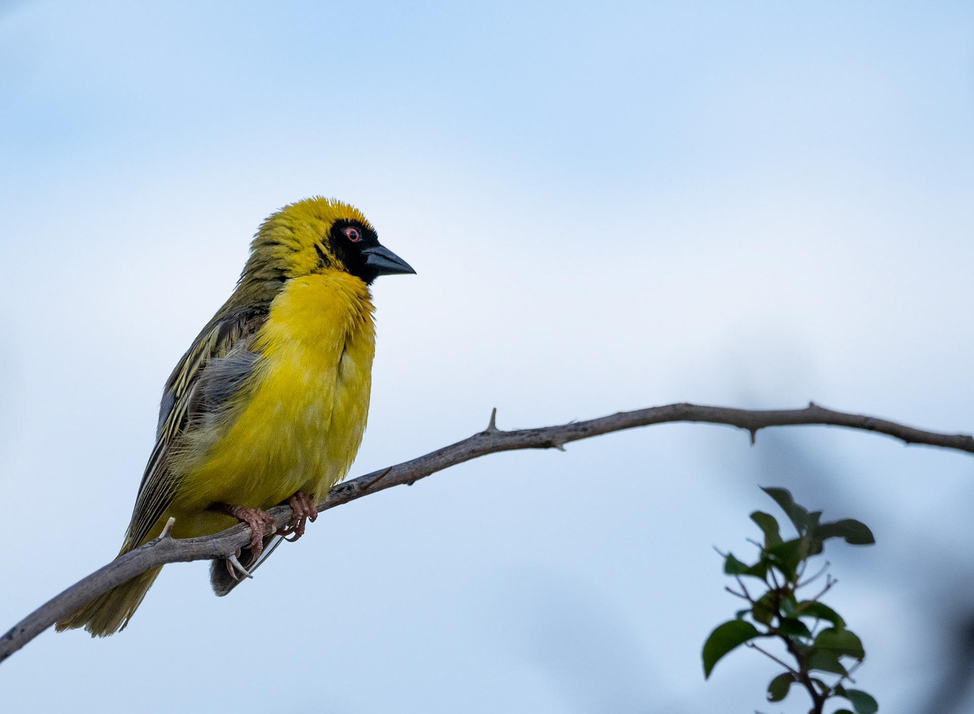 Southern Masked Weaver