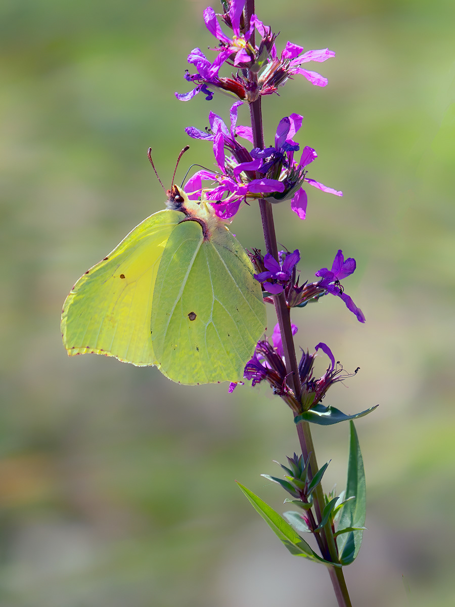 Brimstone