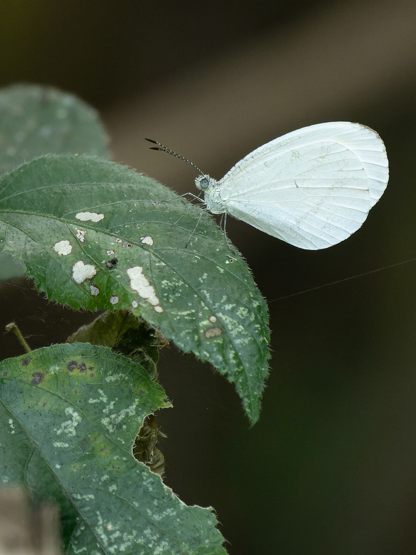 Immaculate Wood Butterfly