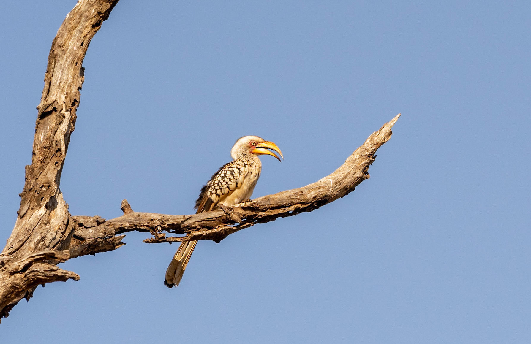 Southern Yellow-billed Hornbill