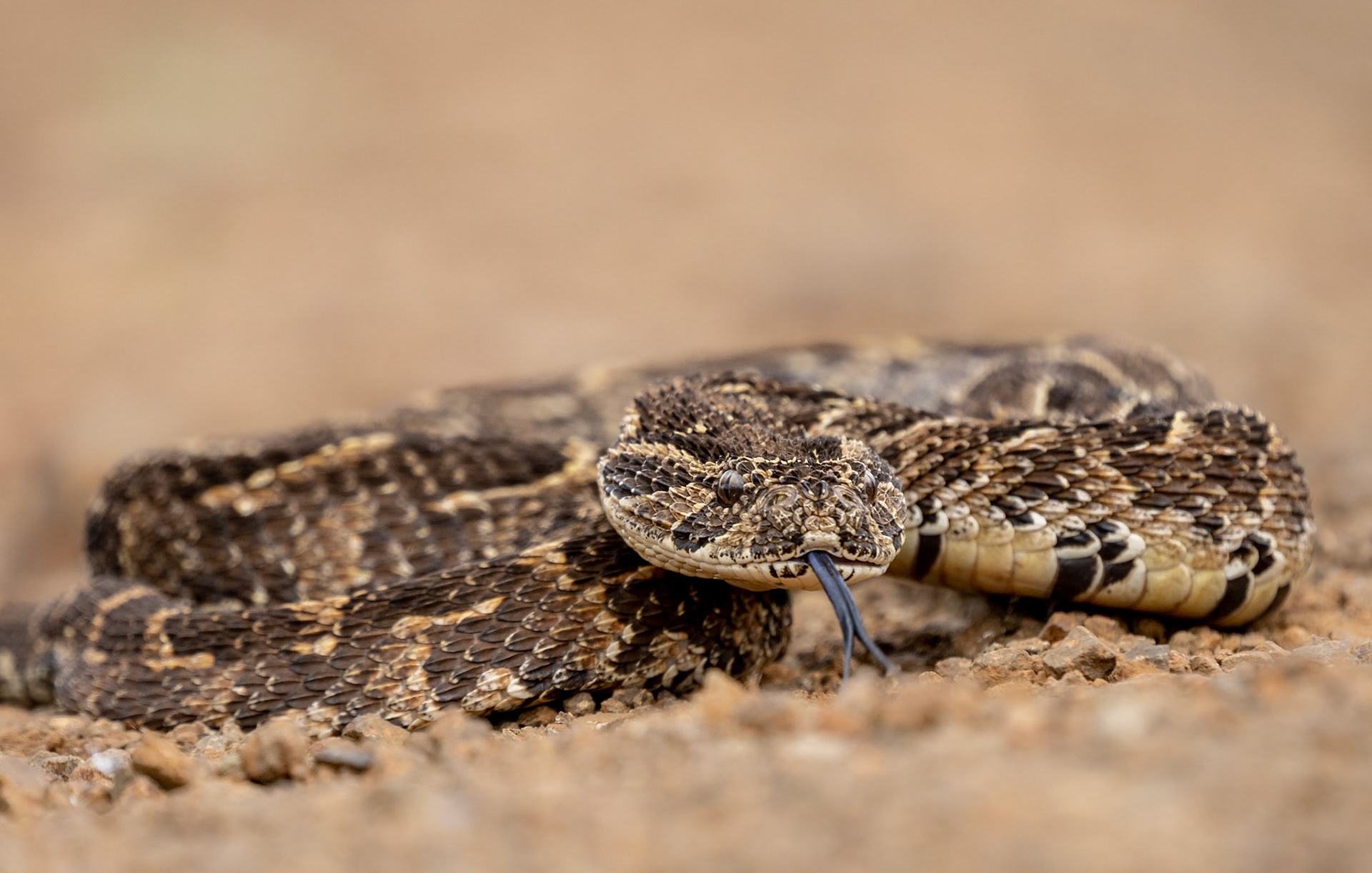 Puff Adder