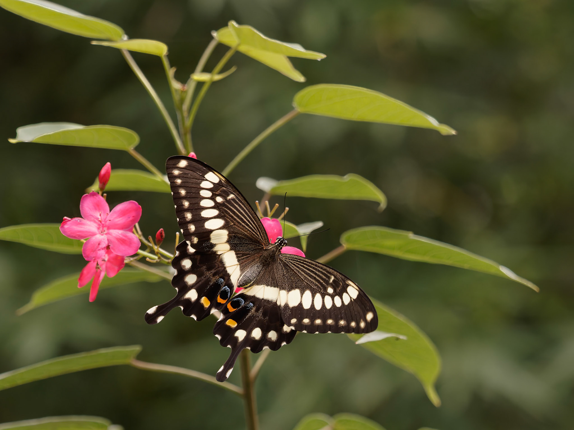 Citrus Swallowtail, Family Papiliondae, Ghana, Papillo cdemodocus