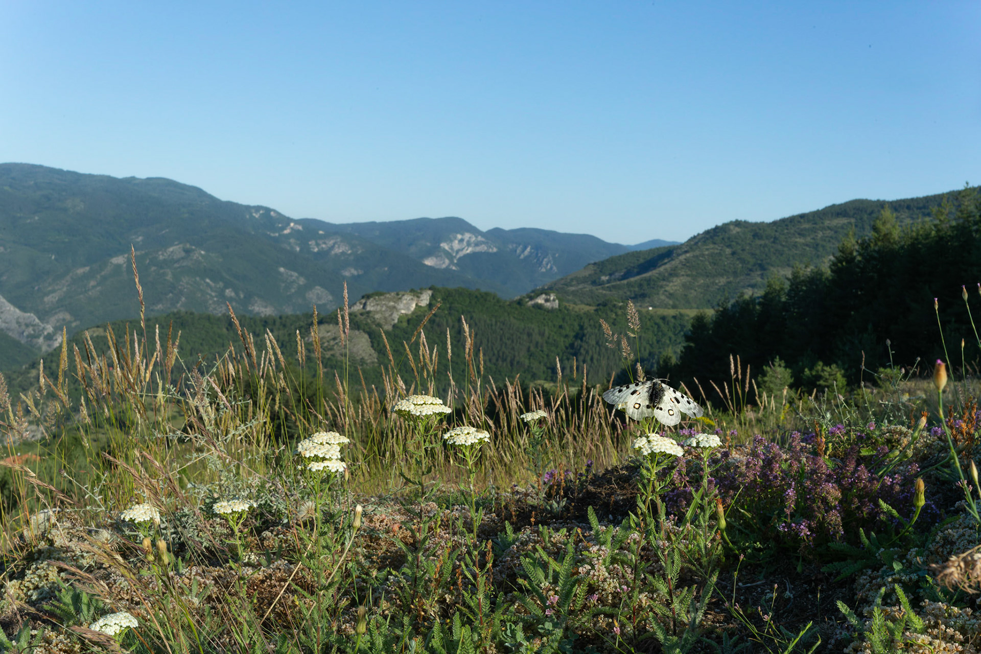 Mountain Apollo in its location