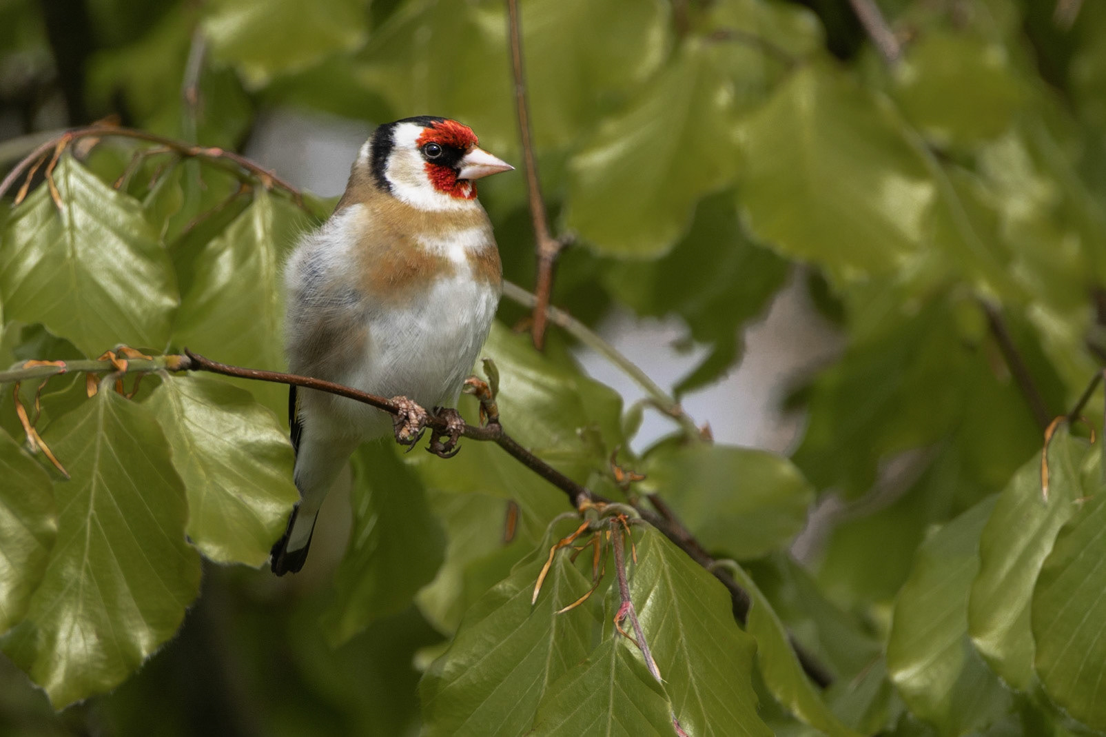 Goldfinch (Carduelis carduelis)