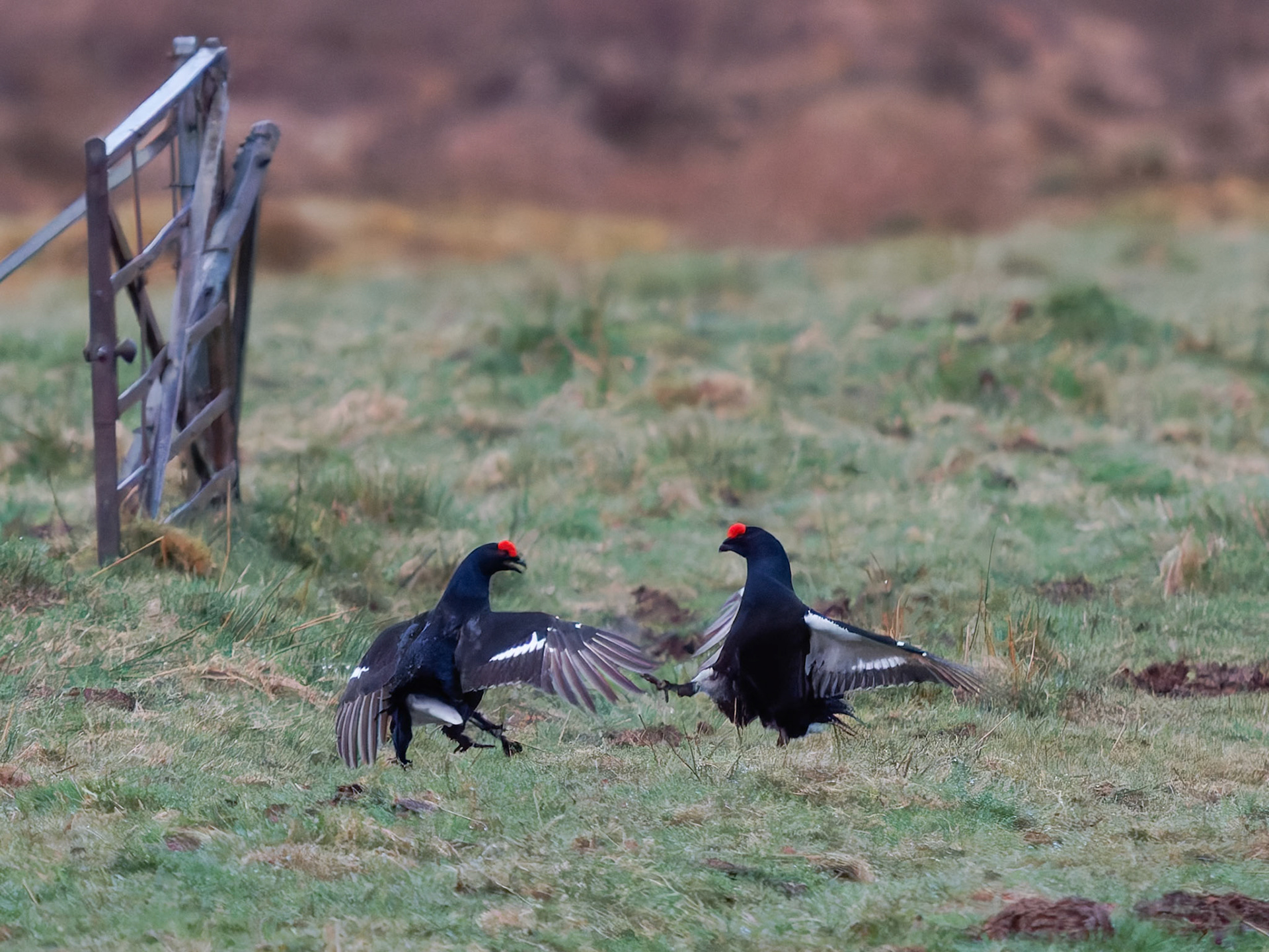 Black Grouse Lekking