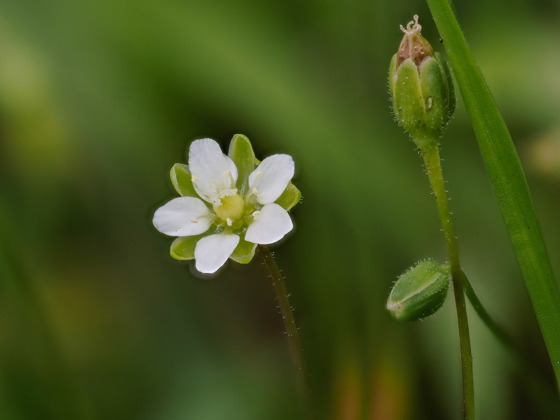 Heath Pearlwort
