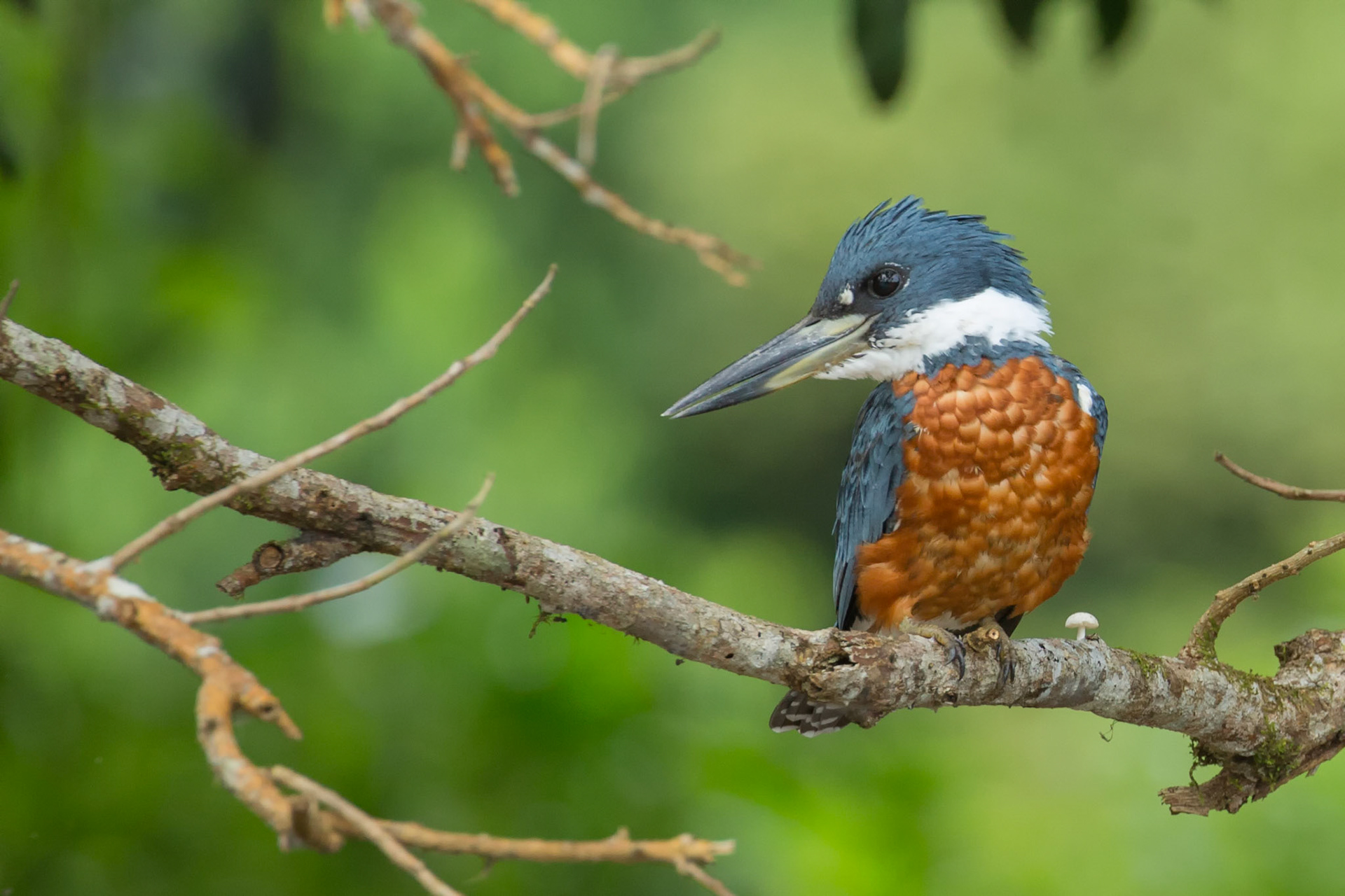 Ringed Kingfisher