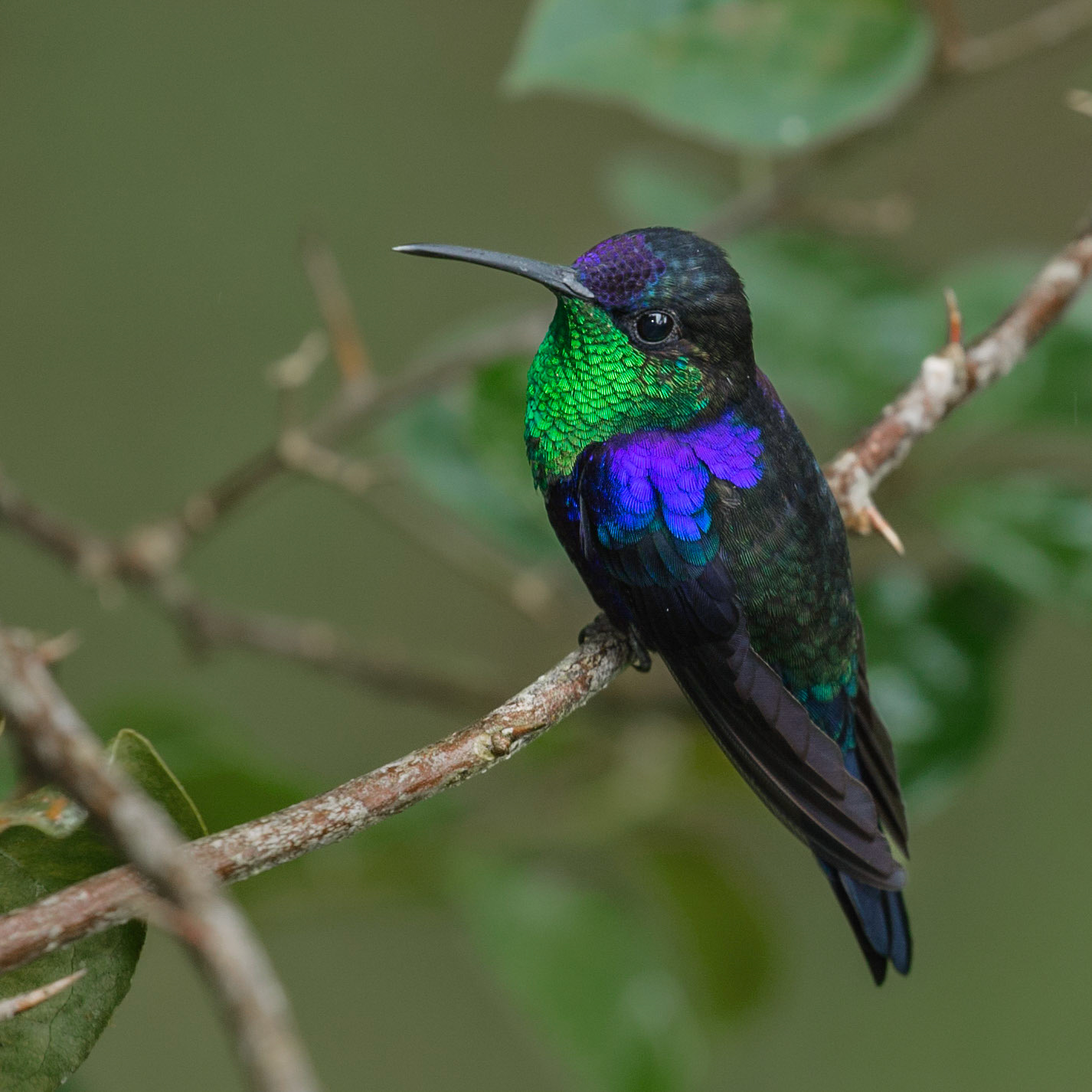 male Violet-crowned Woodnymph