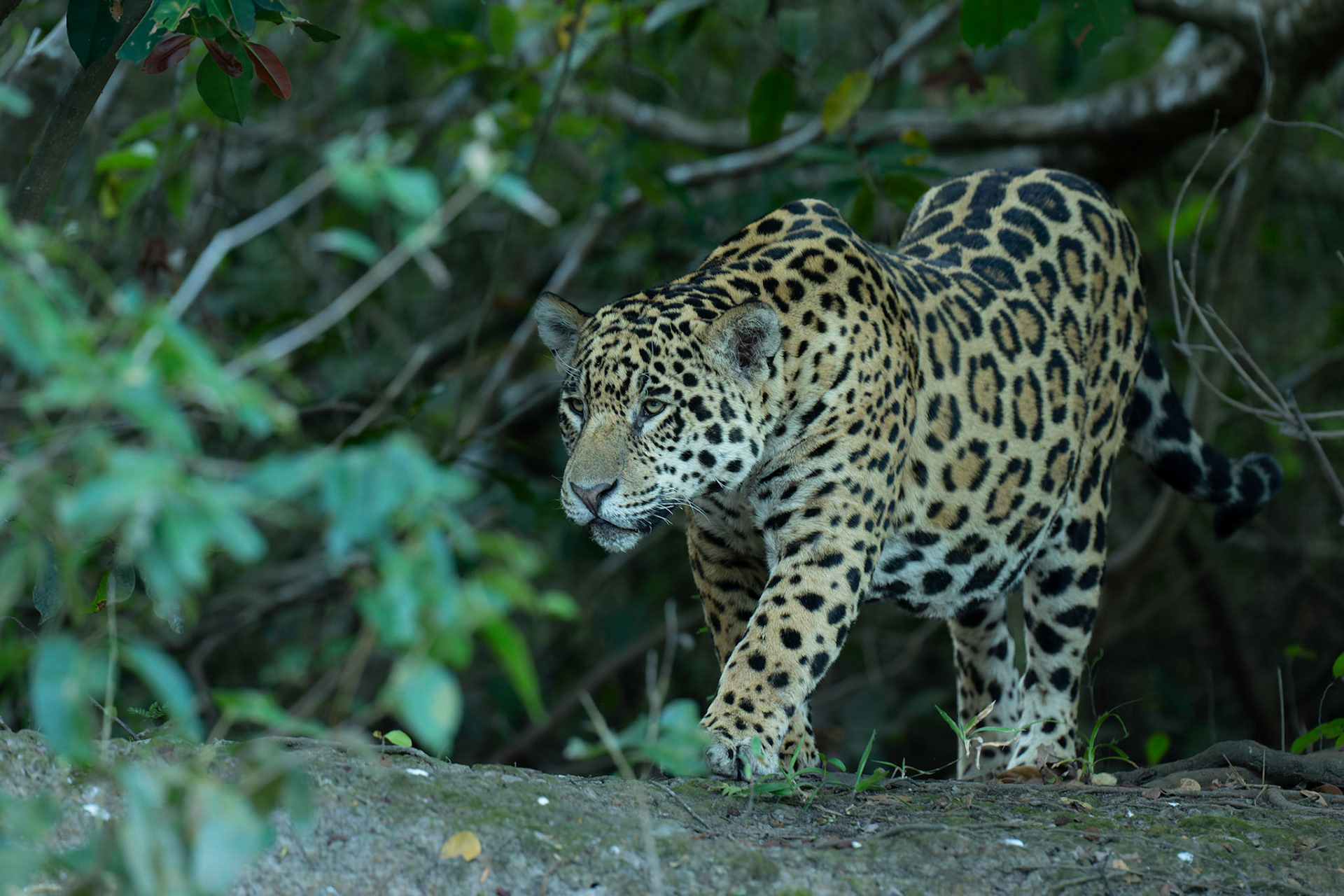 Jaguar (Panthera onca)