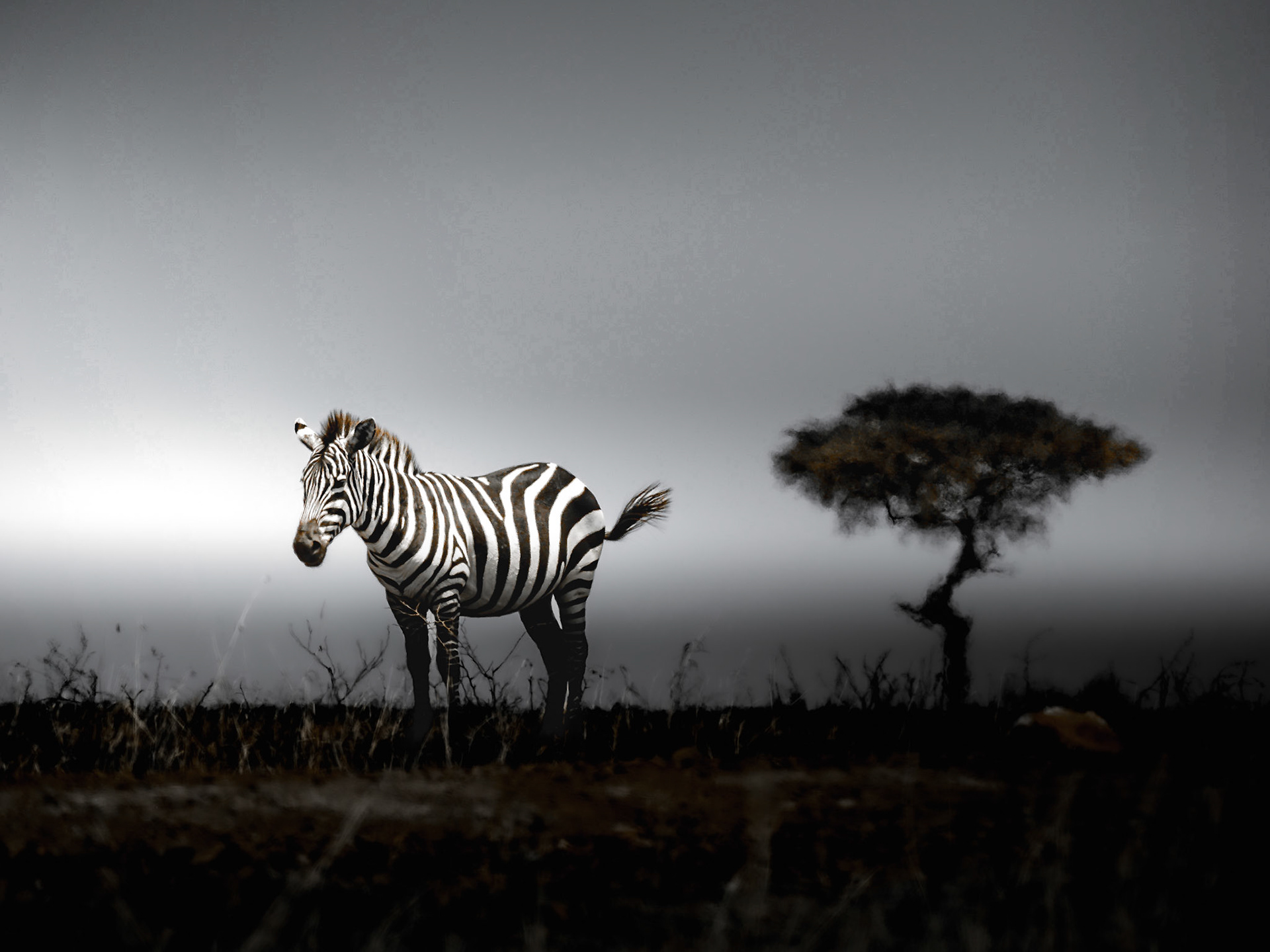Zebra