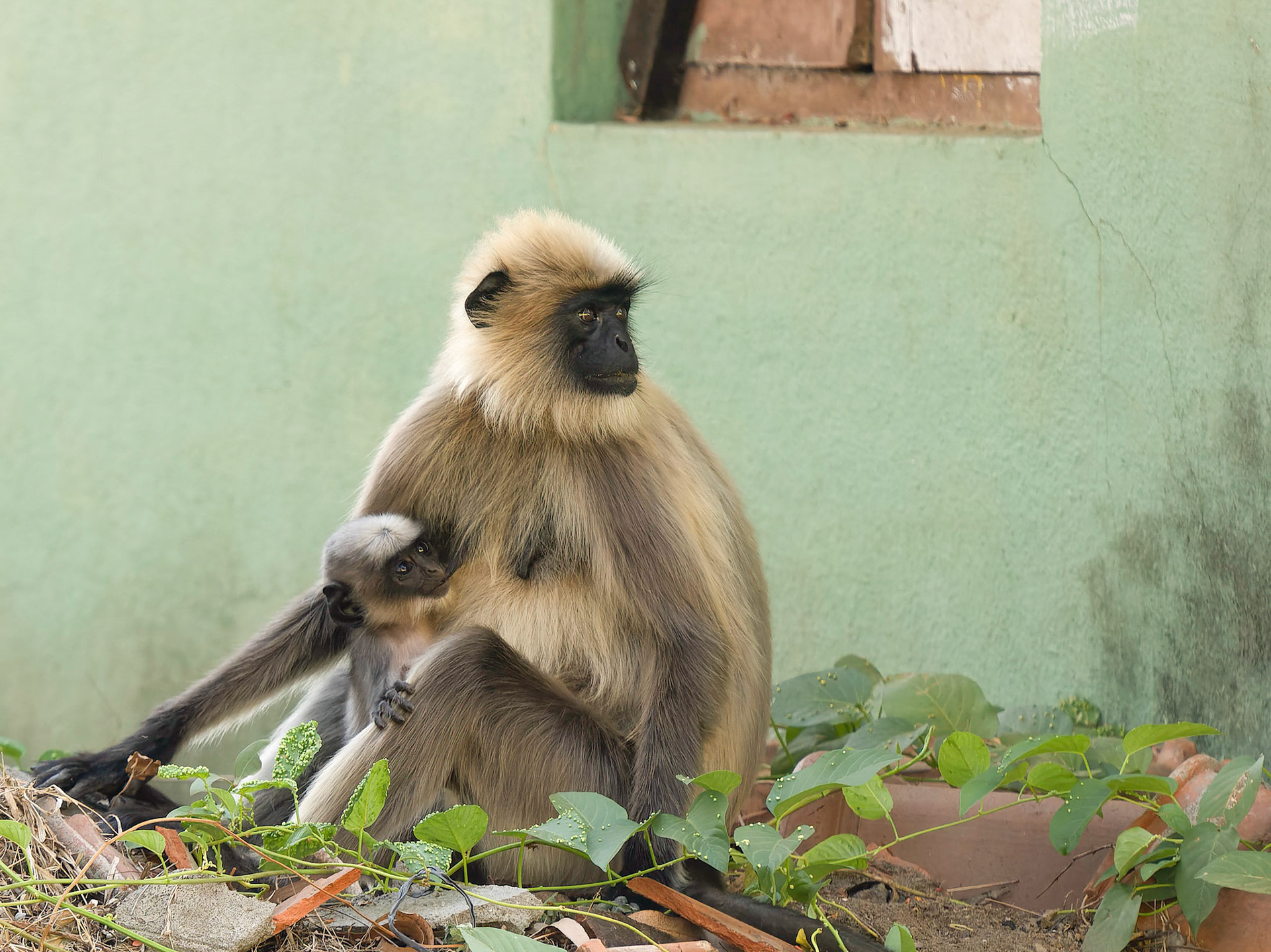 Gray Langur and infant in the shade of an old building