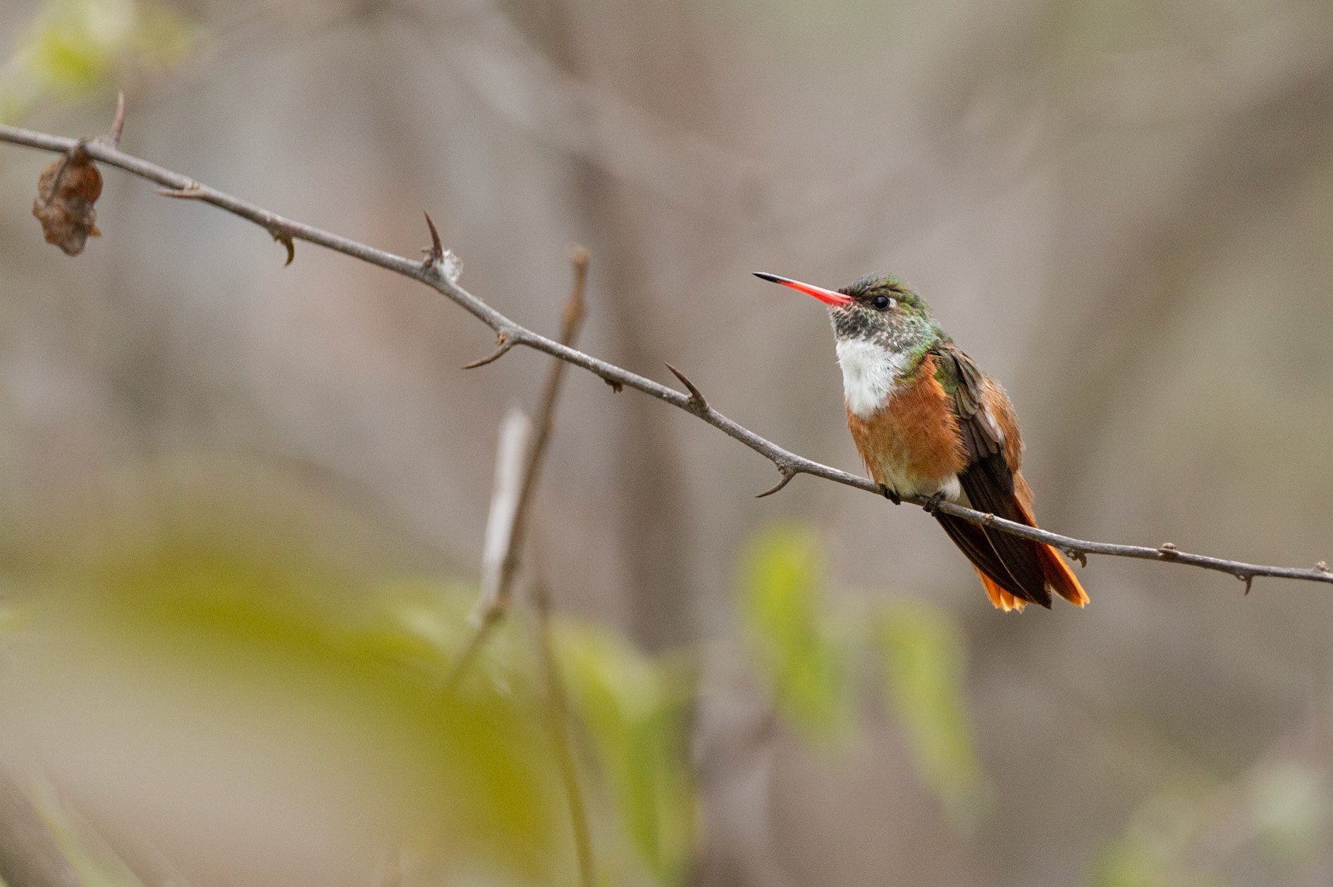 Amazilia Hummingbird