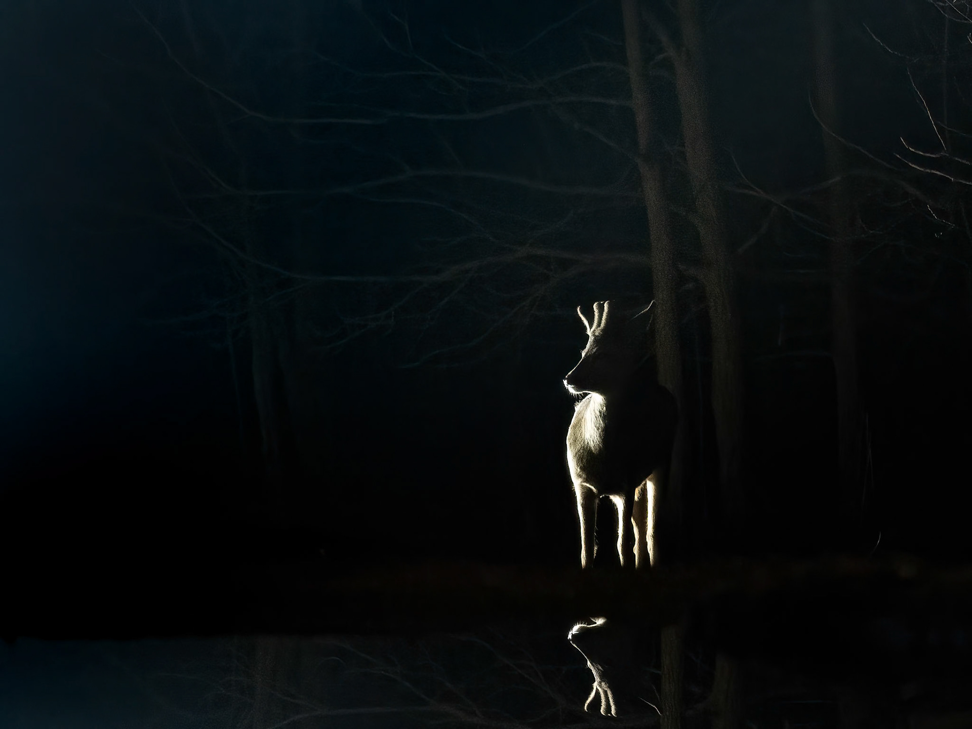 Roe Deer at night