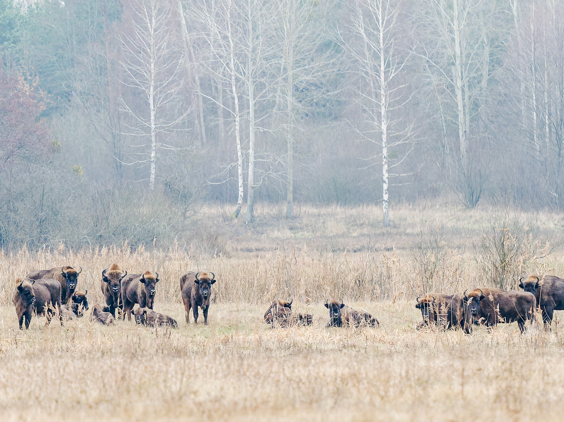 European Bison in Bialowieza Forest
