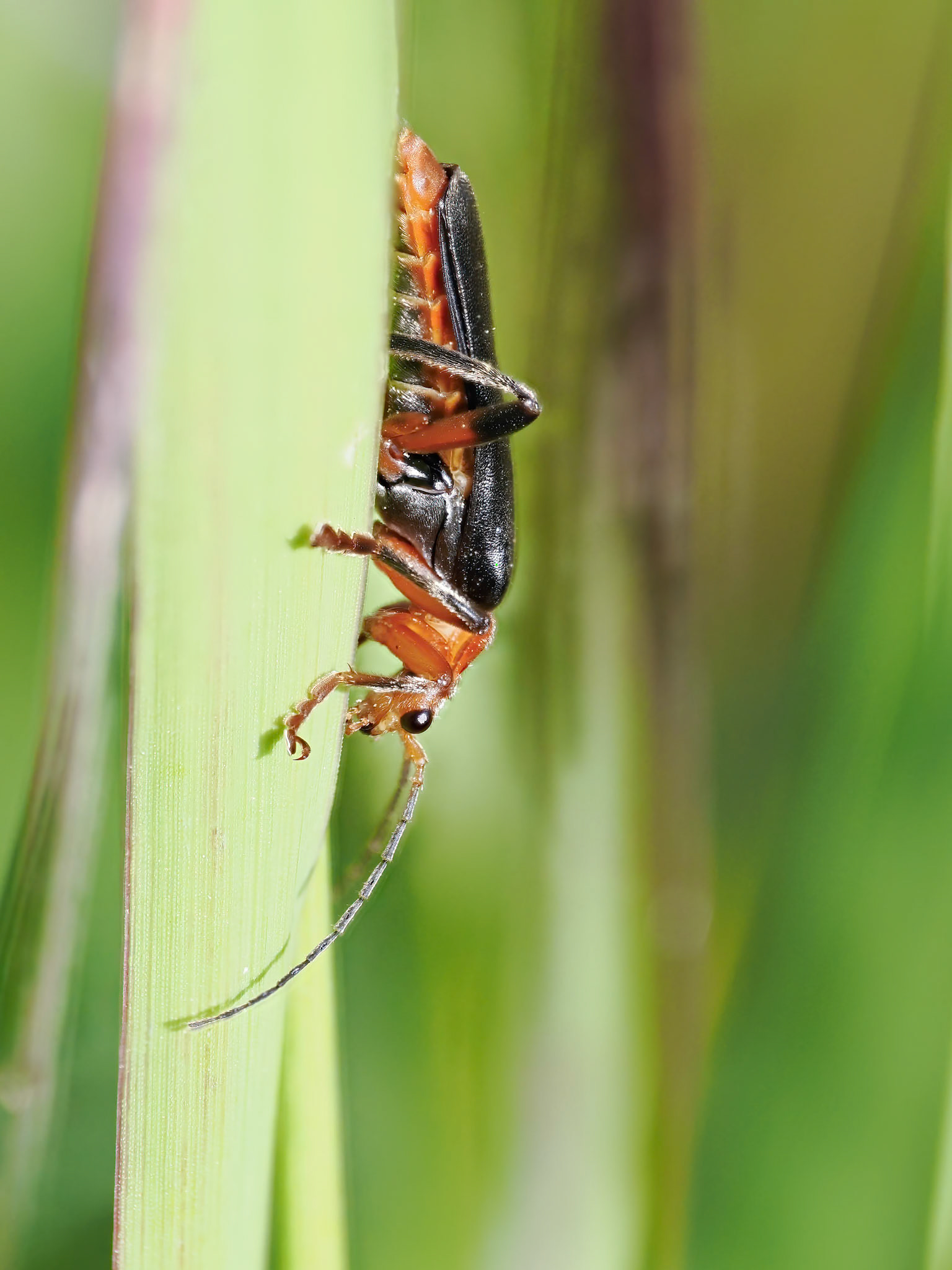 Soldier Beetle