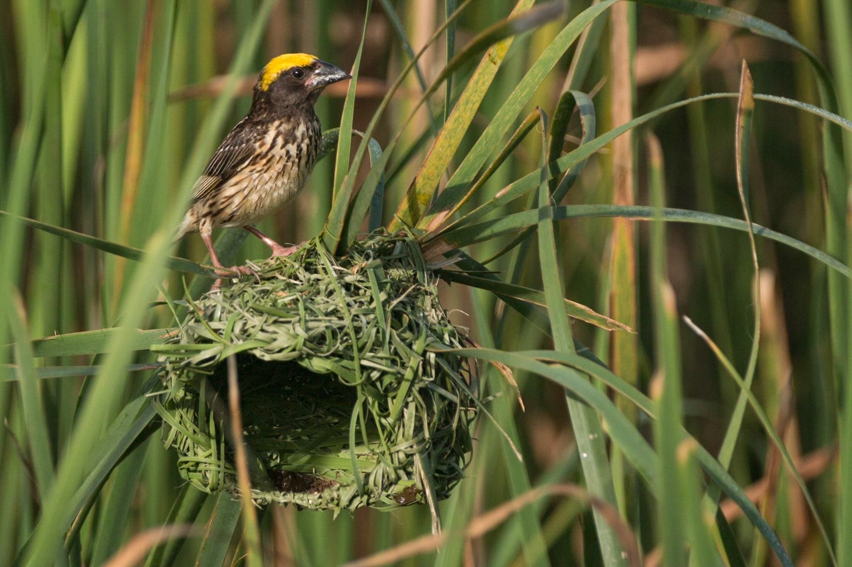 Streaked Weaver (Placeus manyar)