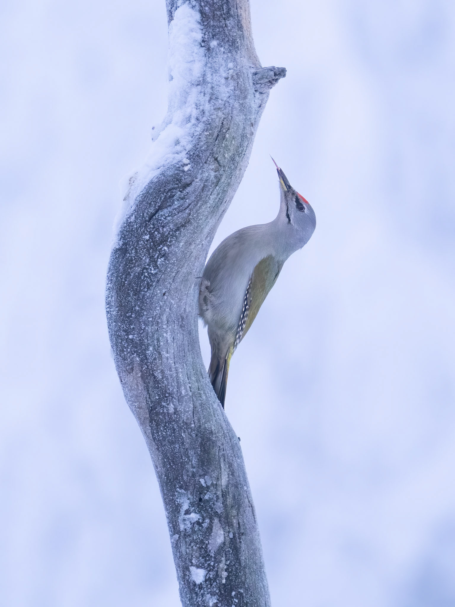 Grey Headed Woodpecker