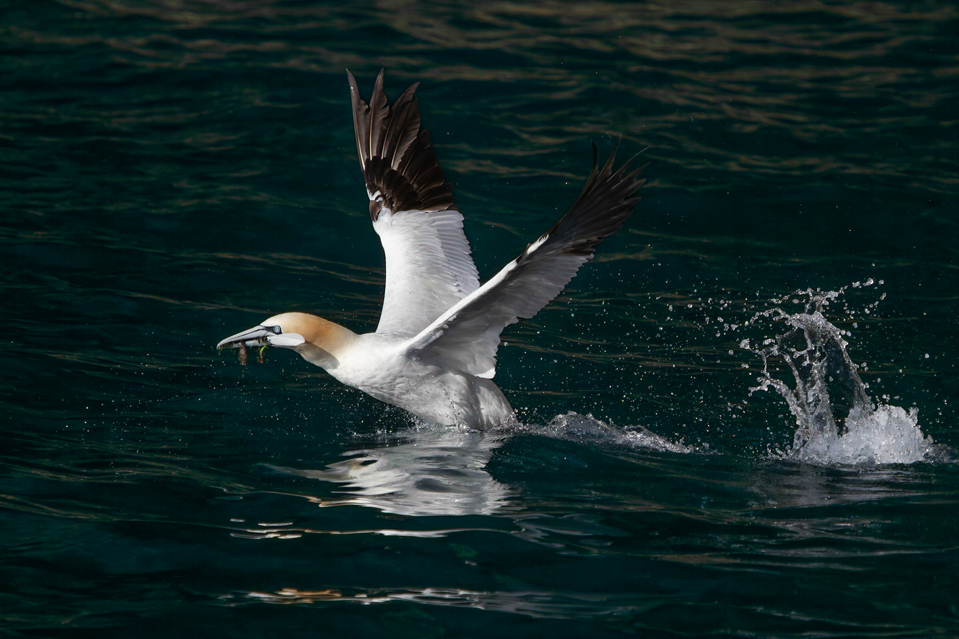 Northern Gannet 2011