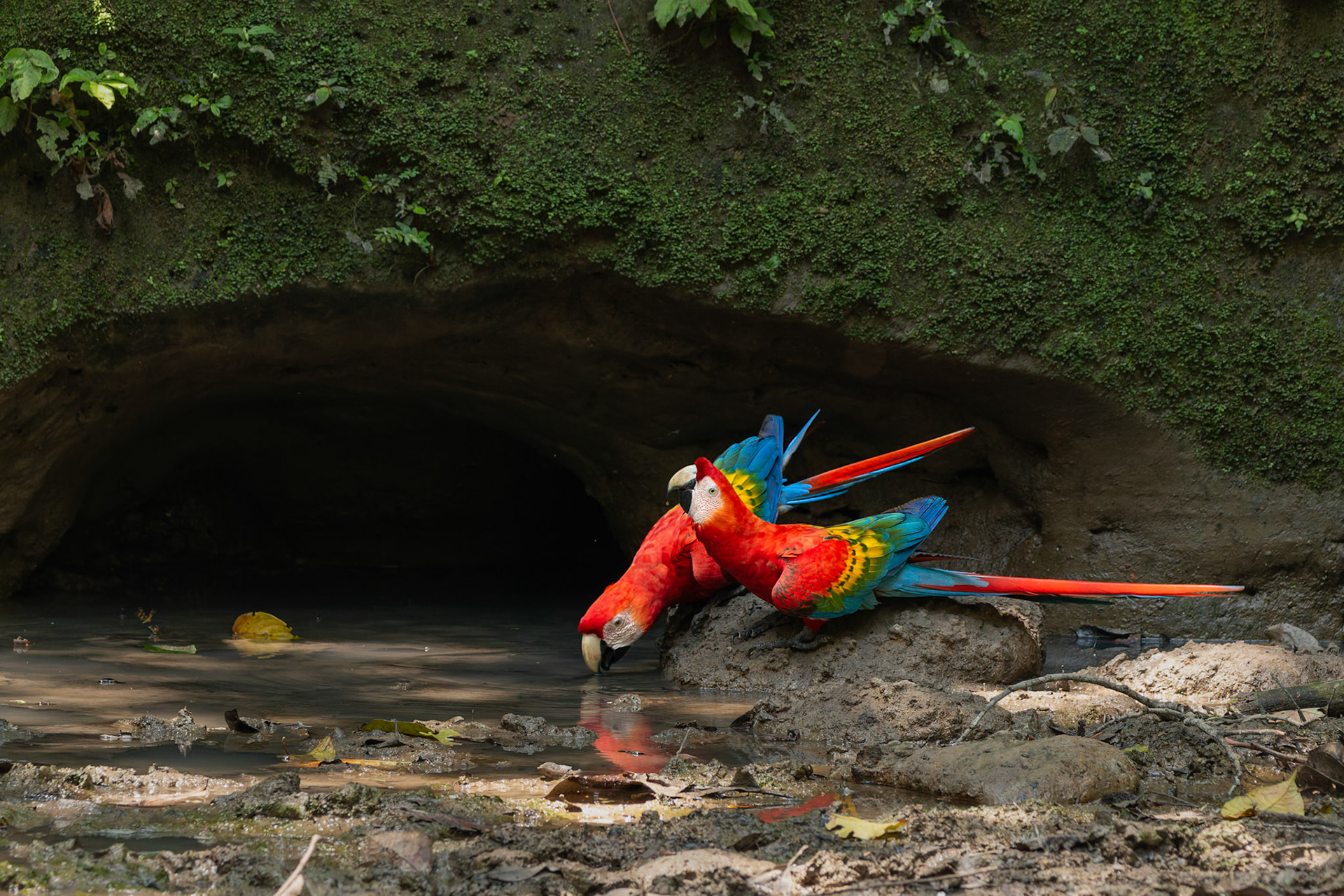 Scarlet Macaws at clay lick