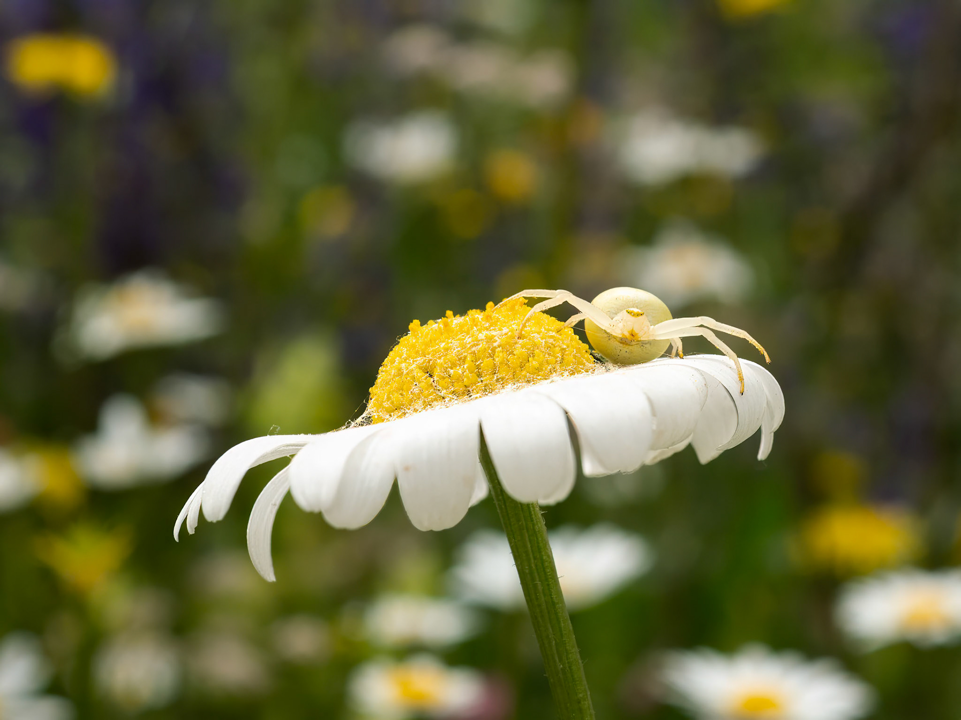 Golden Rod Crab Spider on Oxeye Daisy