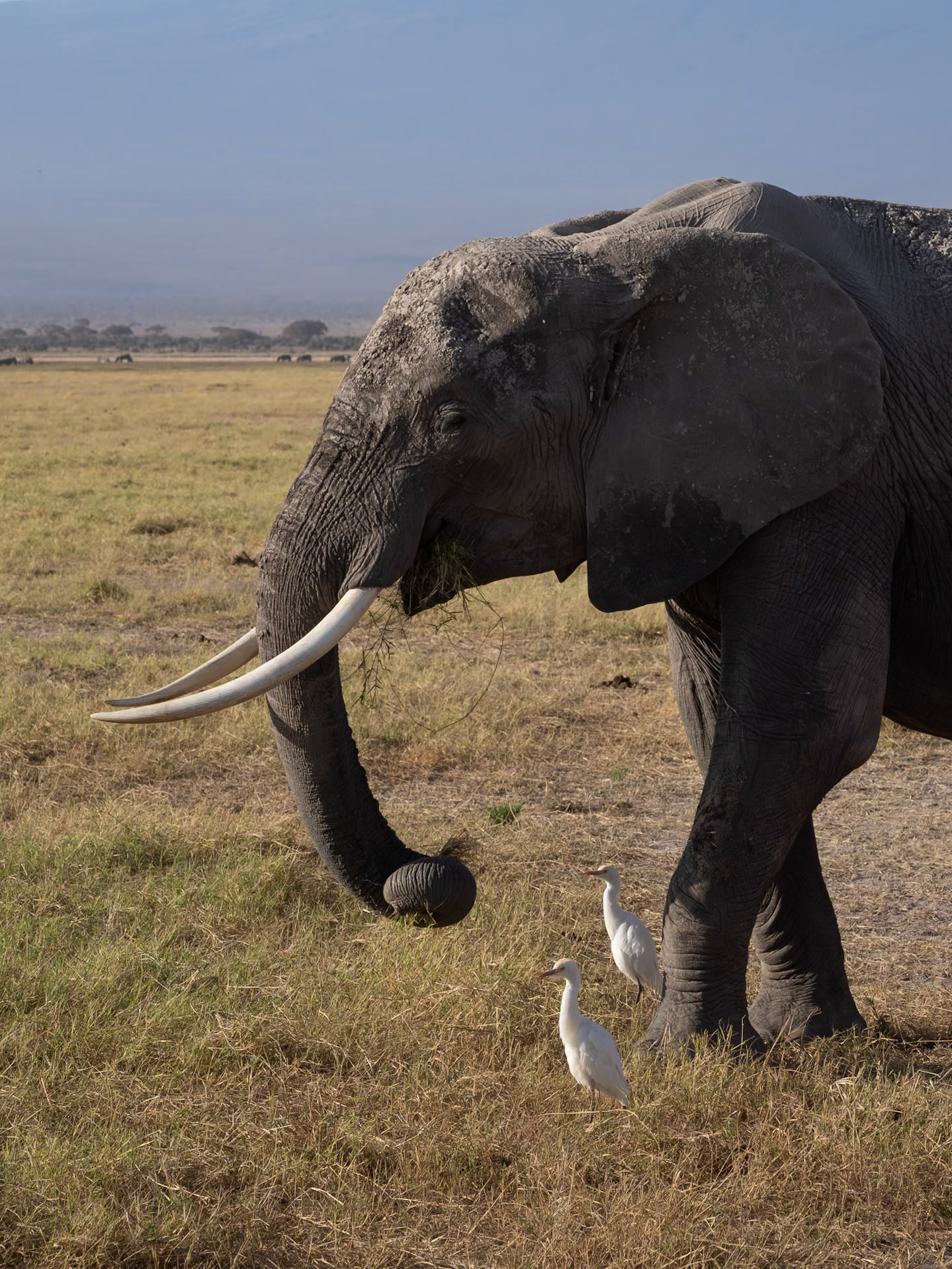 Elephant and Egrets