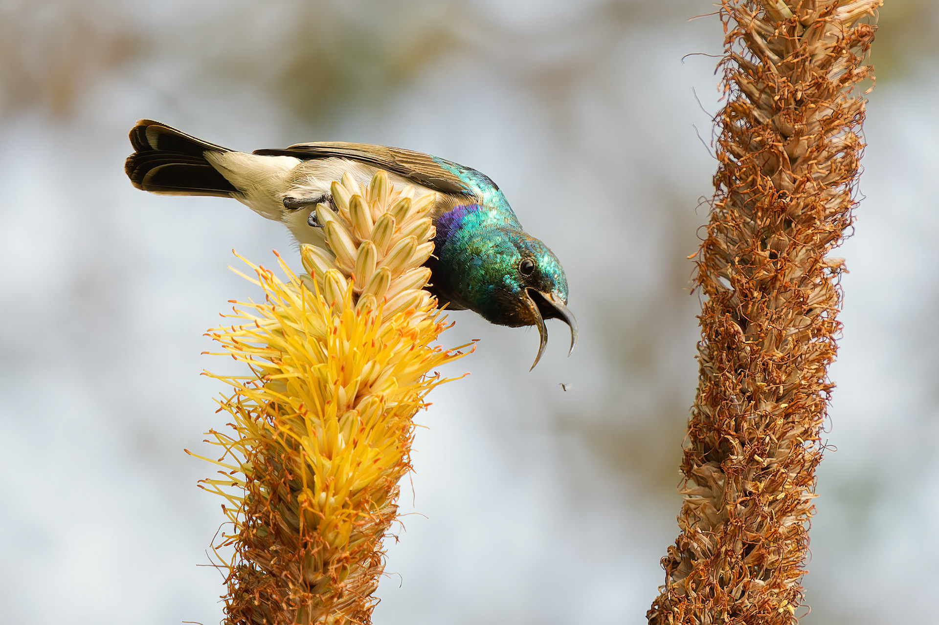 White Breasted Sunbird catching insect