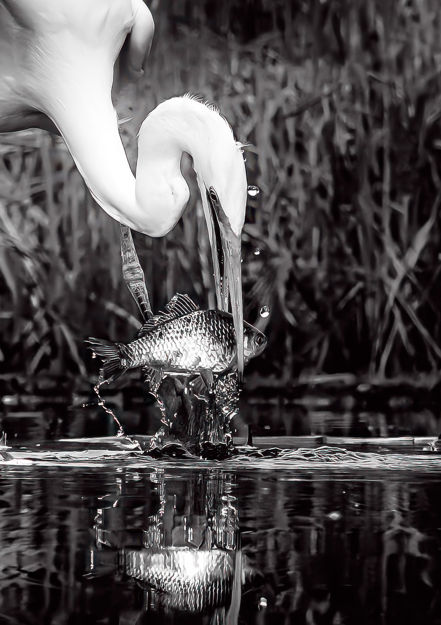 Great Egret catches a fish