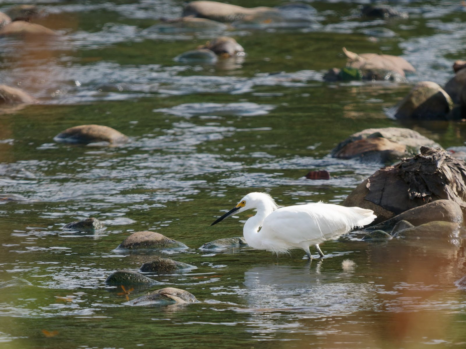 Snowy Egret