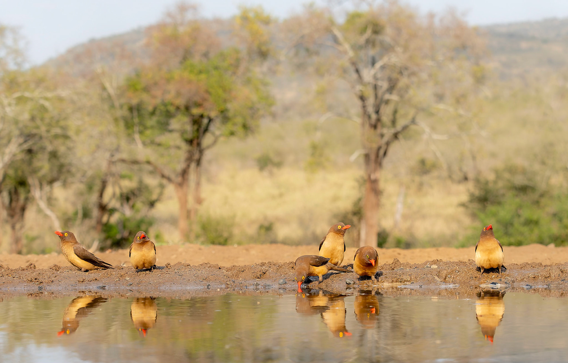 Red billed Oxpeckers (Buphagus erythrorynchus)