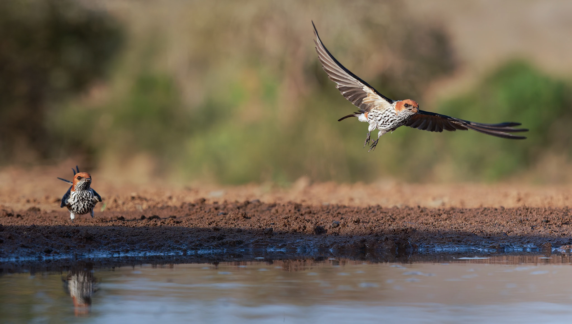 Lesser Striped Swallows