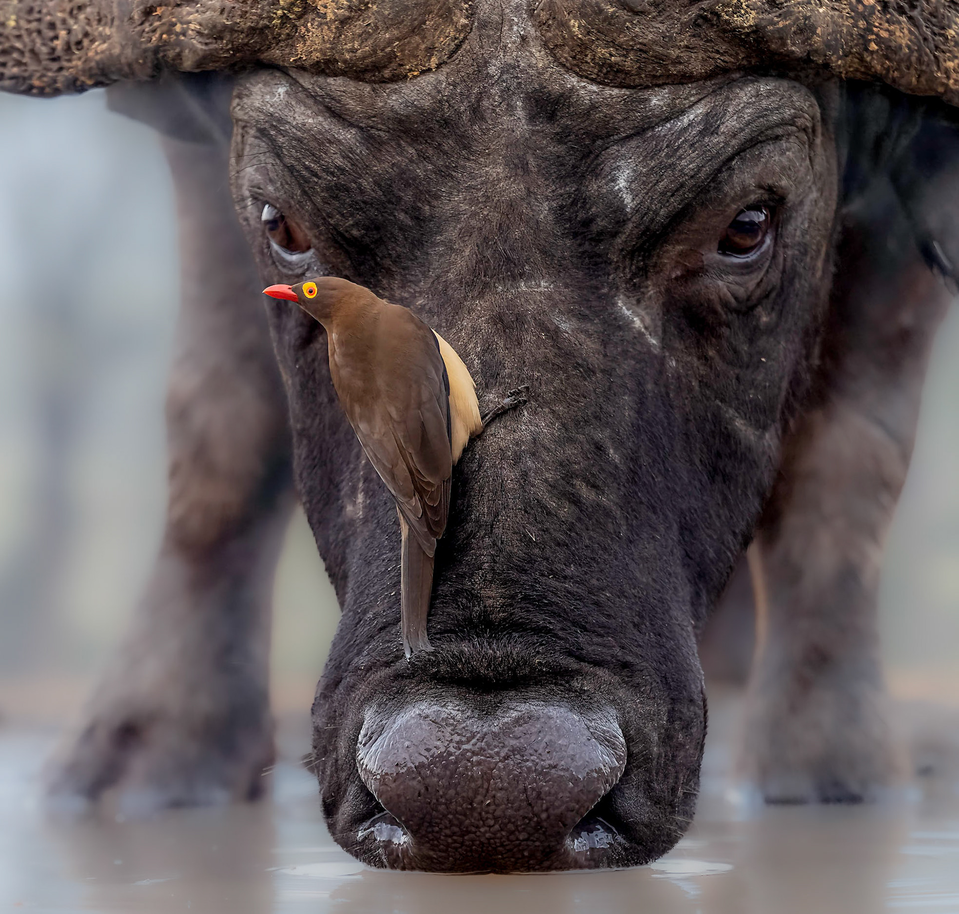 Red-billed Oxpecker on Cape Buffalo