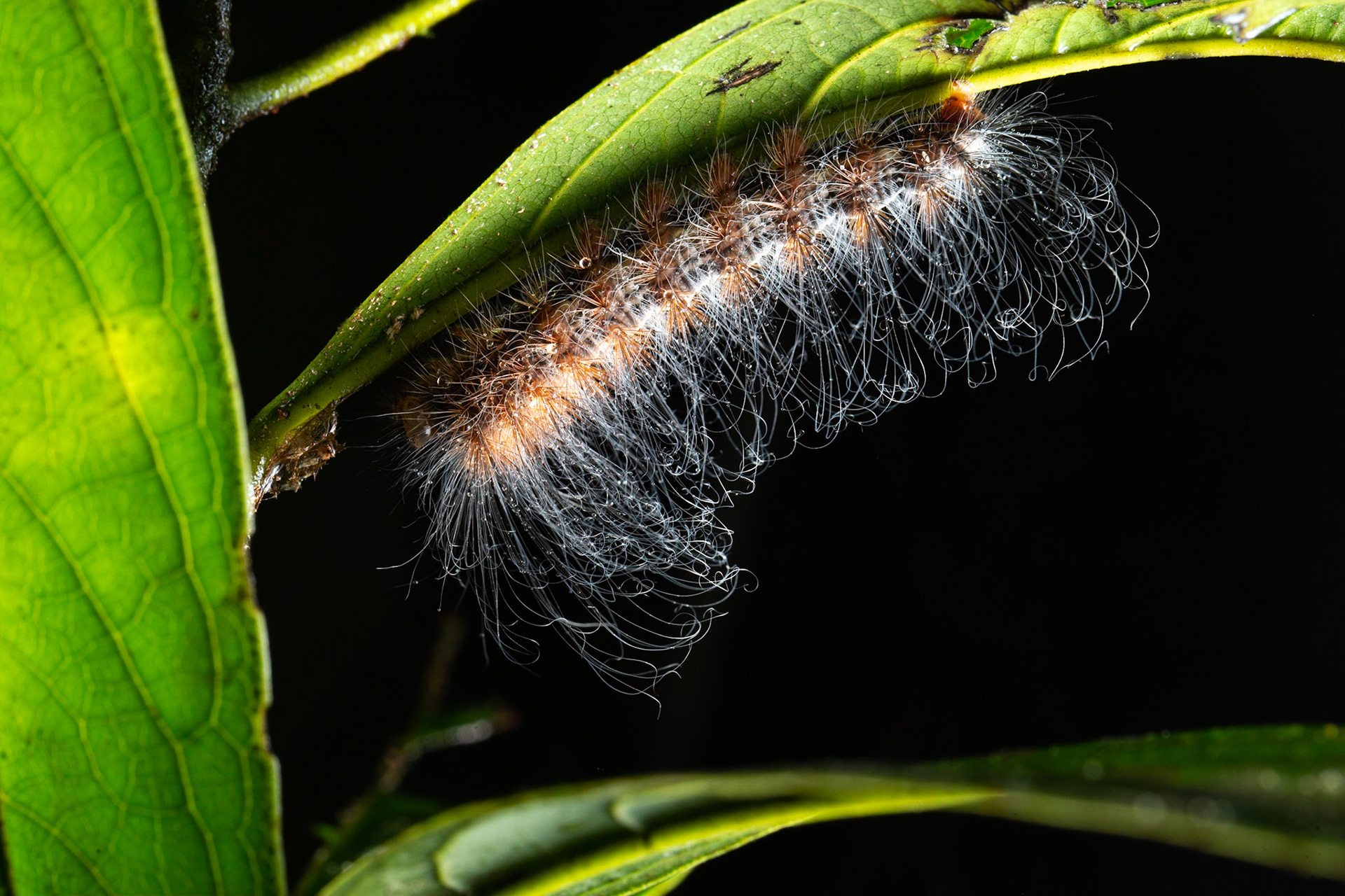 Caterpillar