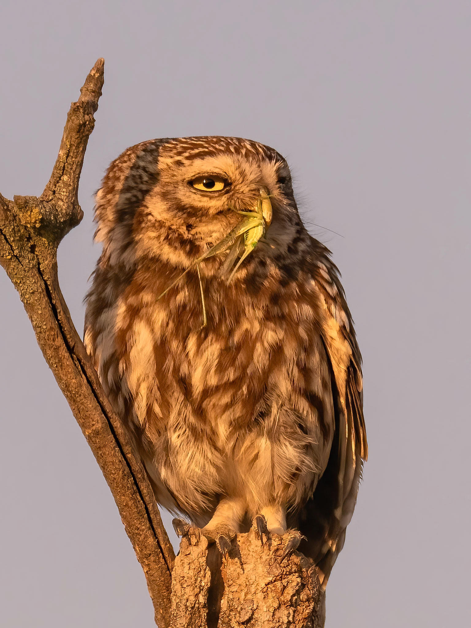 Little Owl with prey