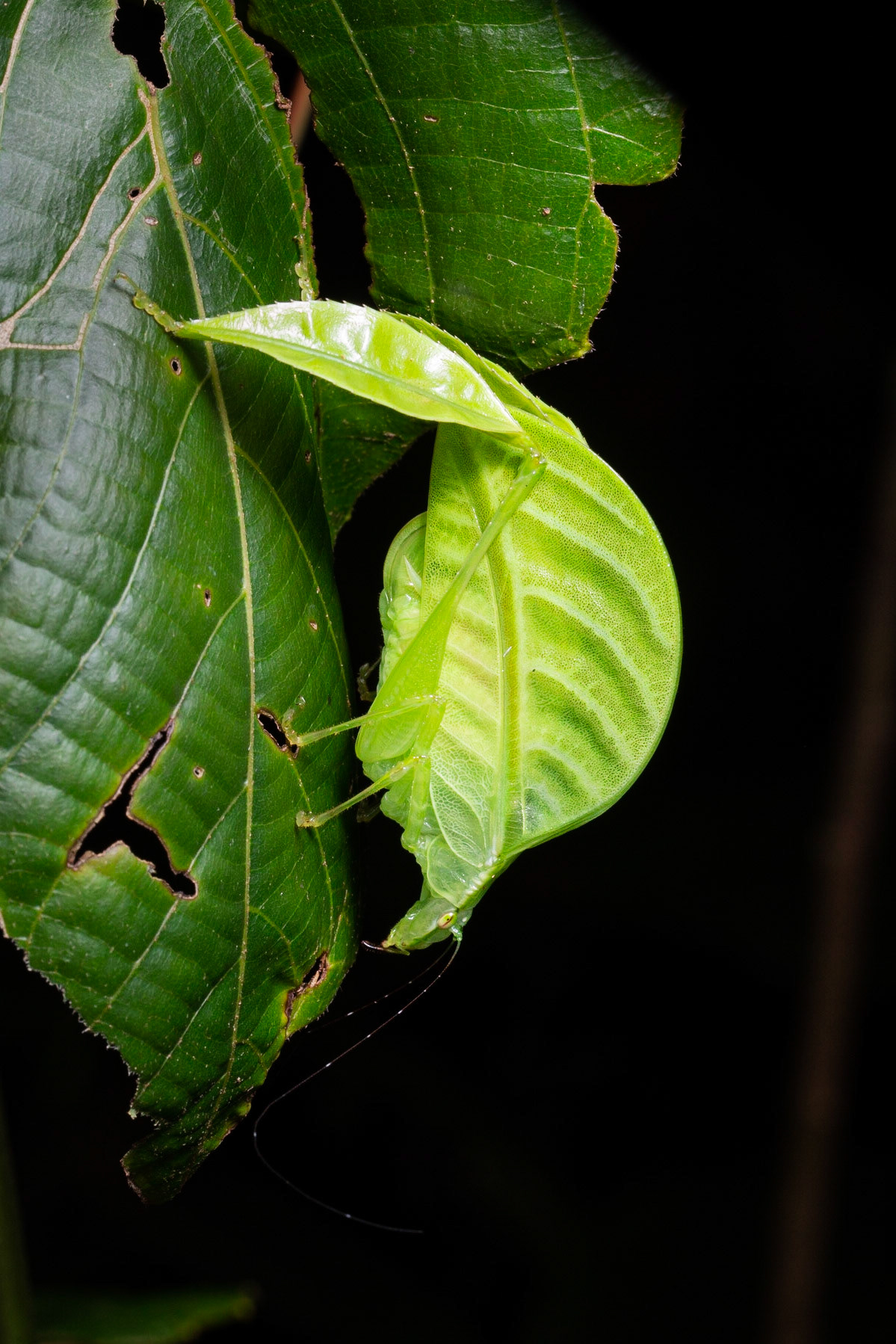 Leaf legged Katydid (Eulophophyllum lobulatum)