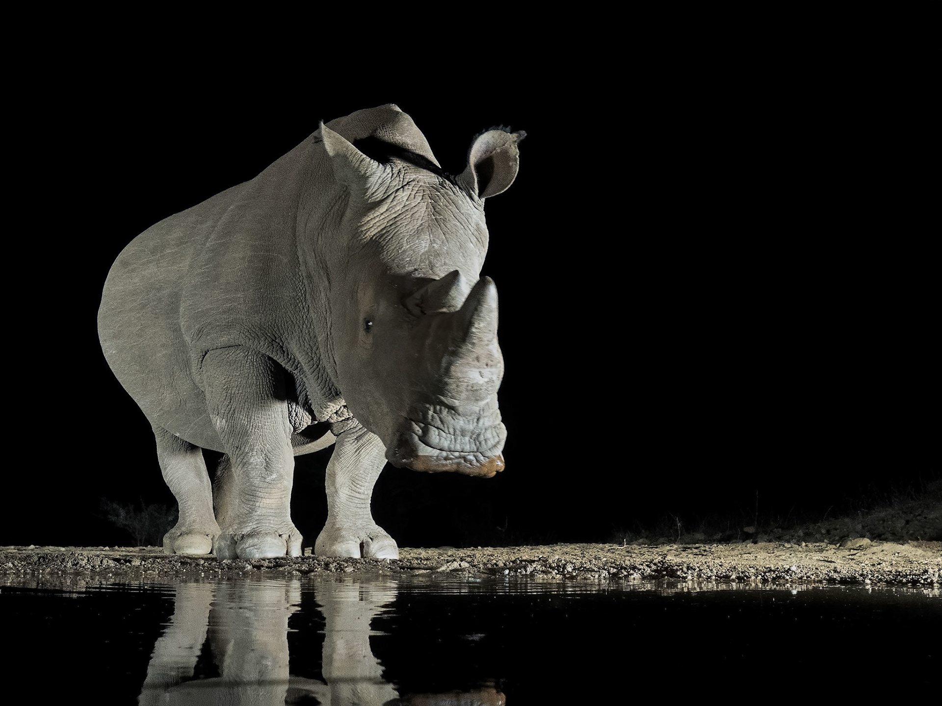 White Rhino at night