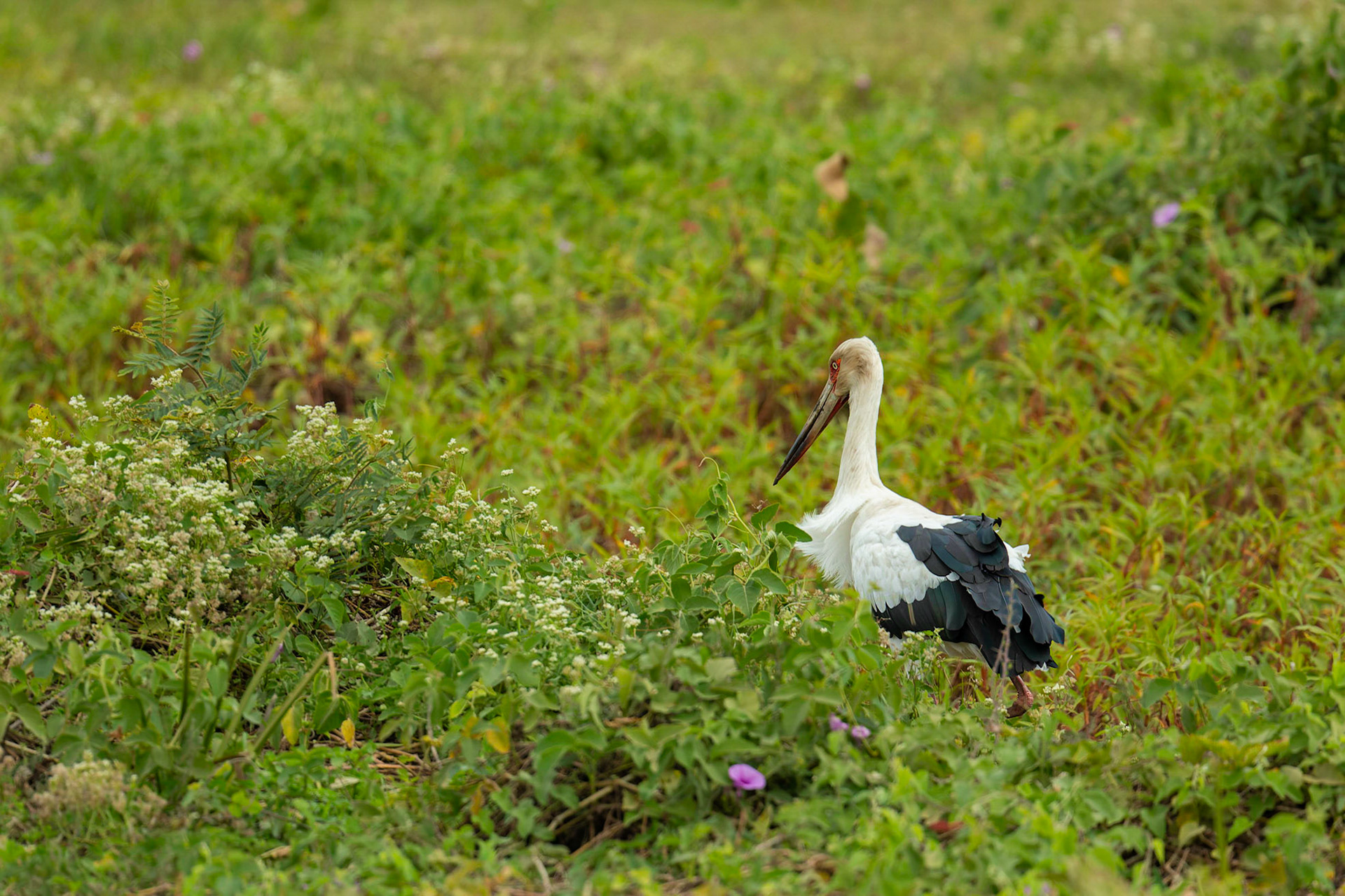 Maguari Stork