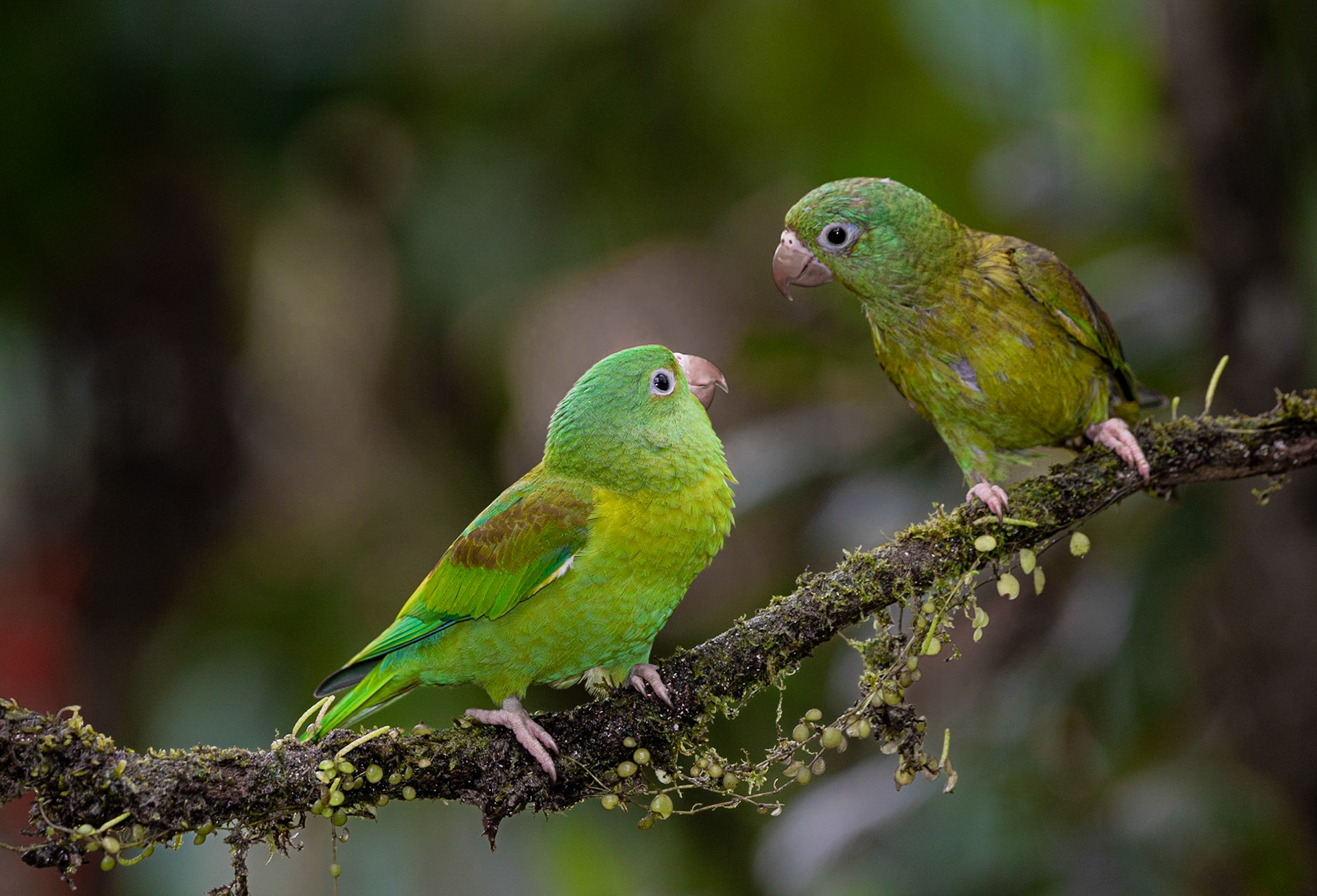 Orange Chinned Parakeets (Brotogeris jugularis)