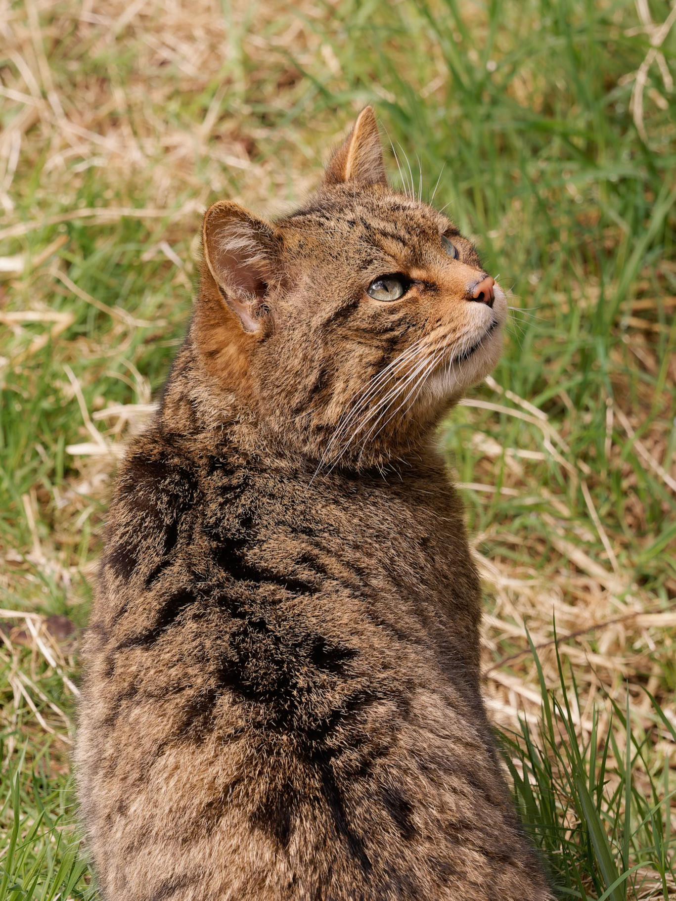 Captive Wild Cat