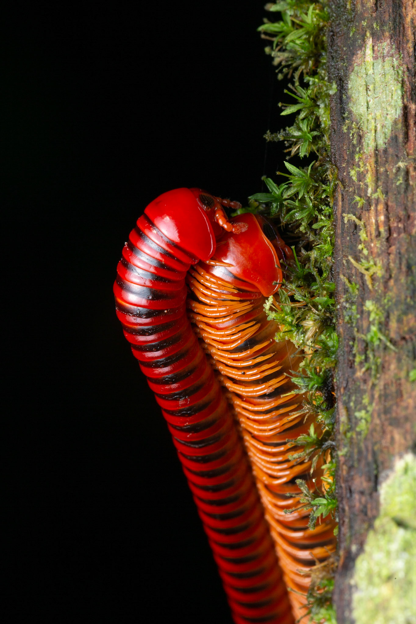 Mating millipedes