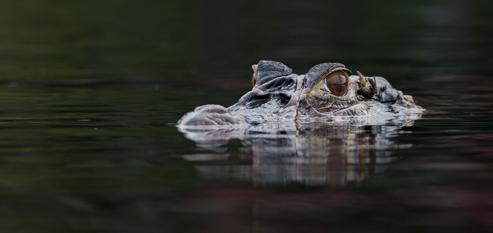 Black Caiman