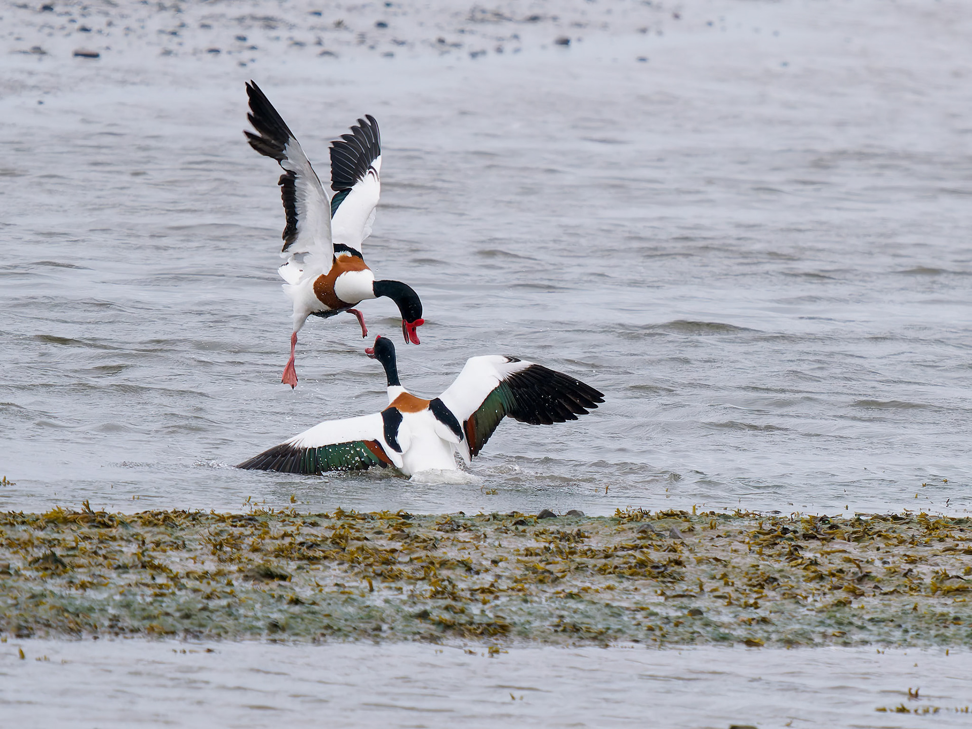 Male Shellduck dispute